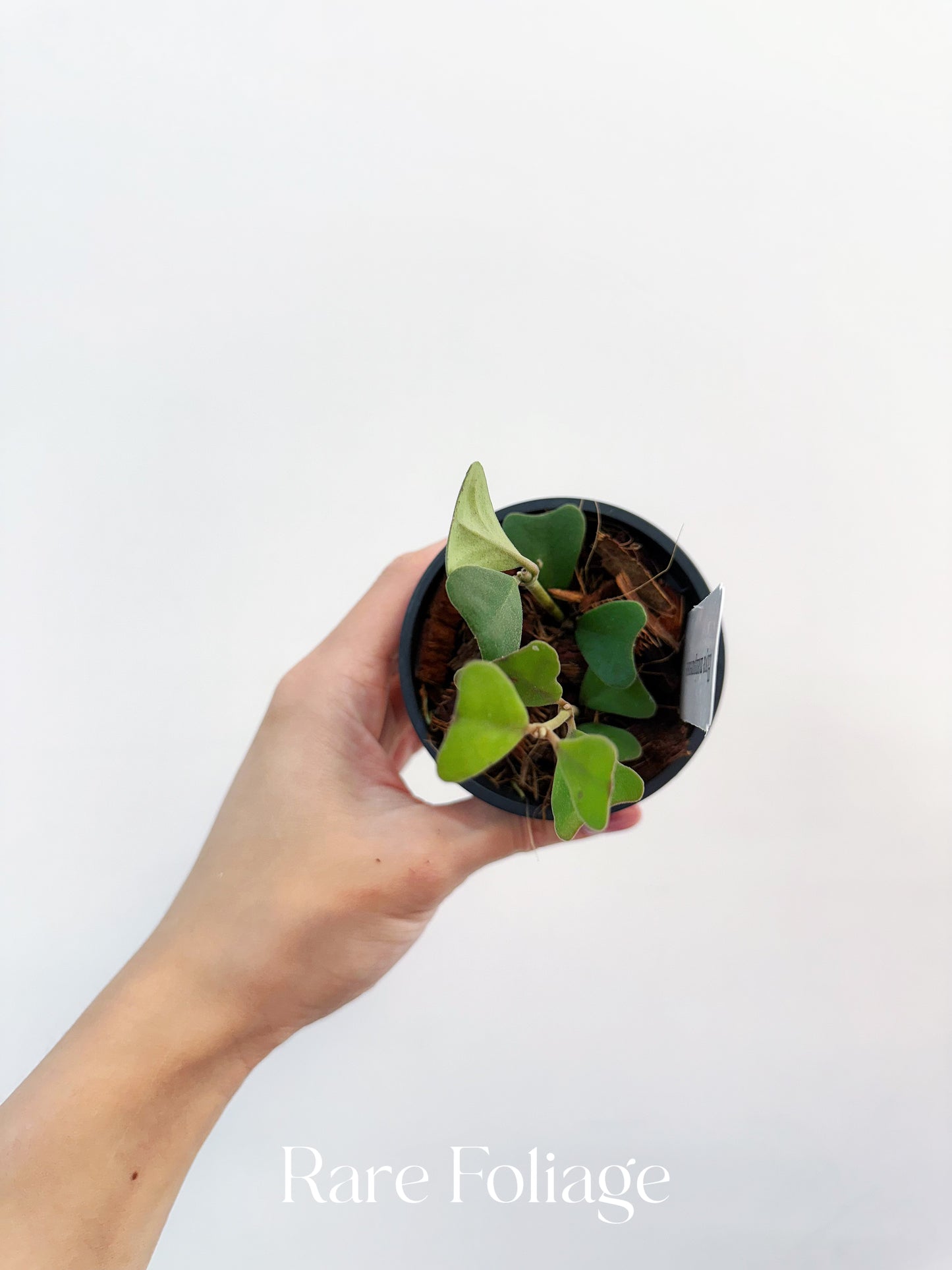 Hoya Manipurensis 3"
