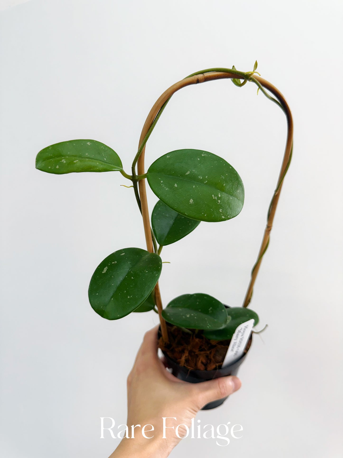 Hoya RHM-066 Mary Alice 4" Trellis