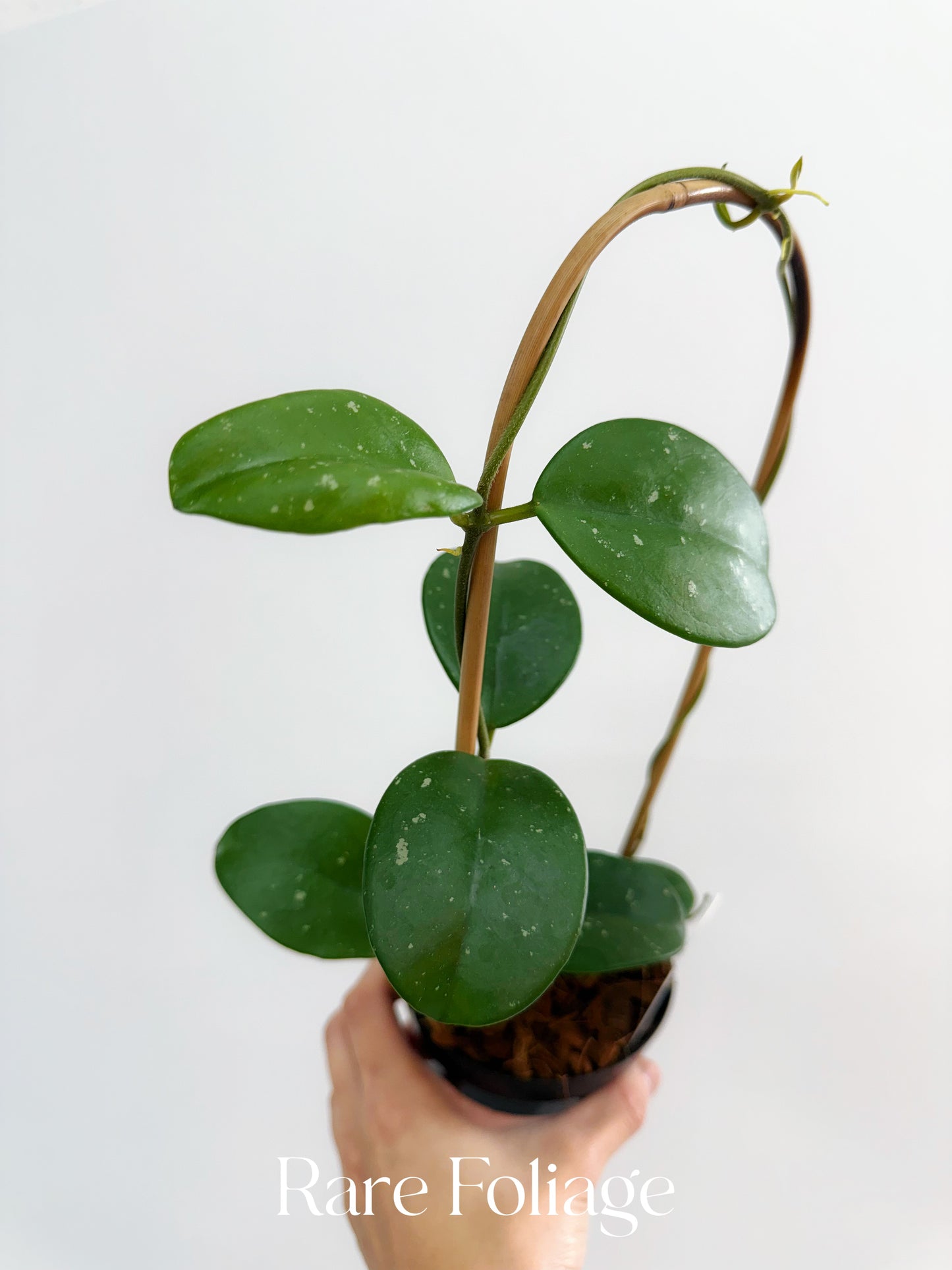 Hoya RHM-066 Mary Alice 4" Trellis