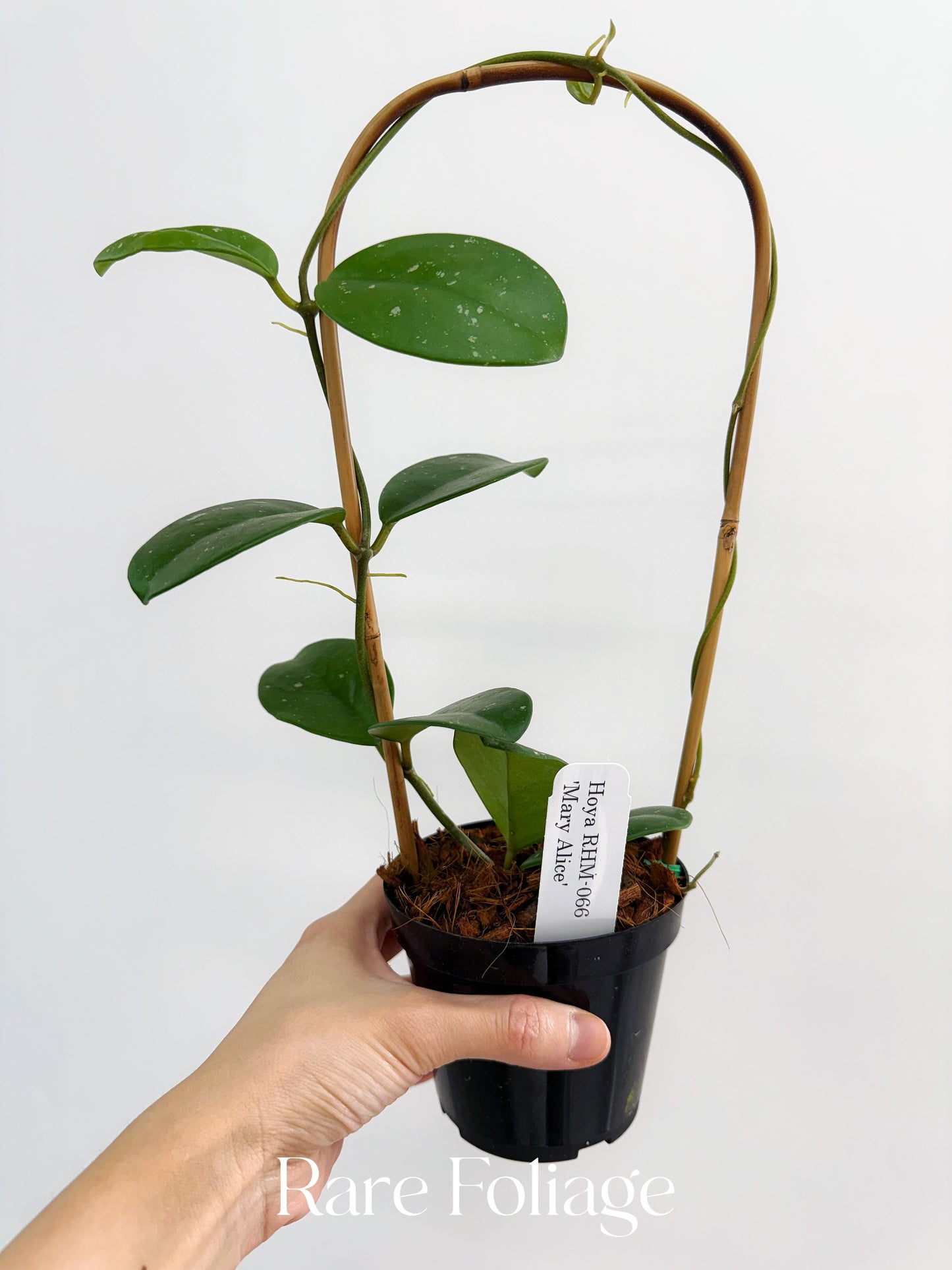 Hoya RHM-066 Mary Alice 4" Trellis