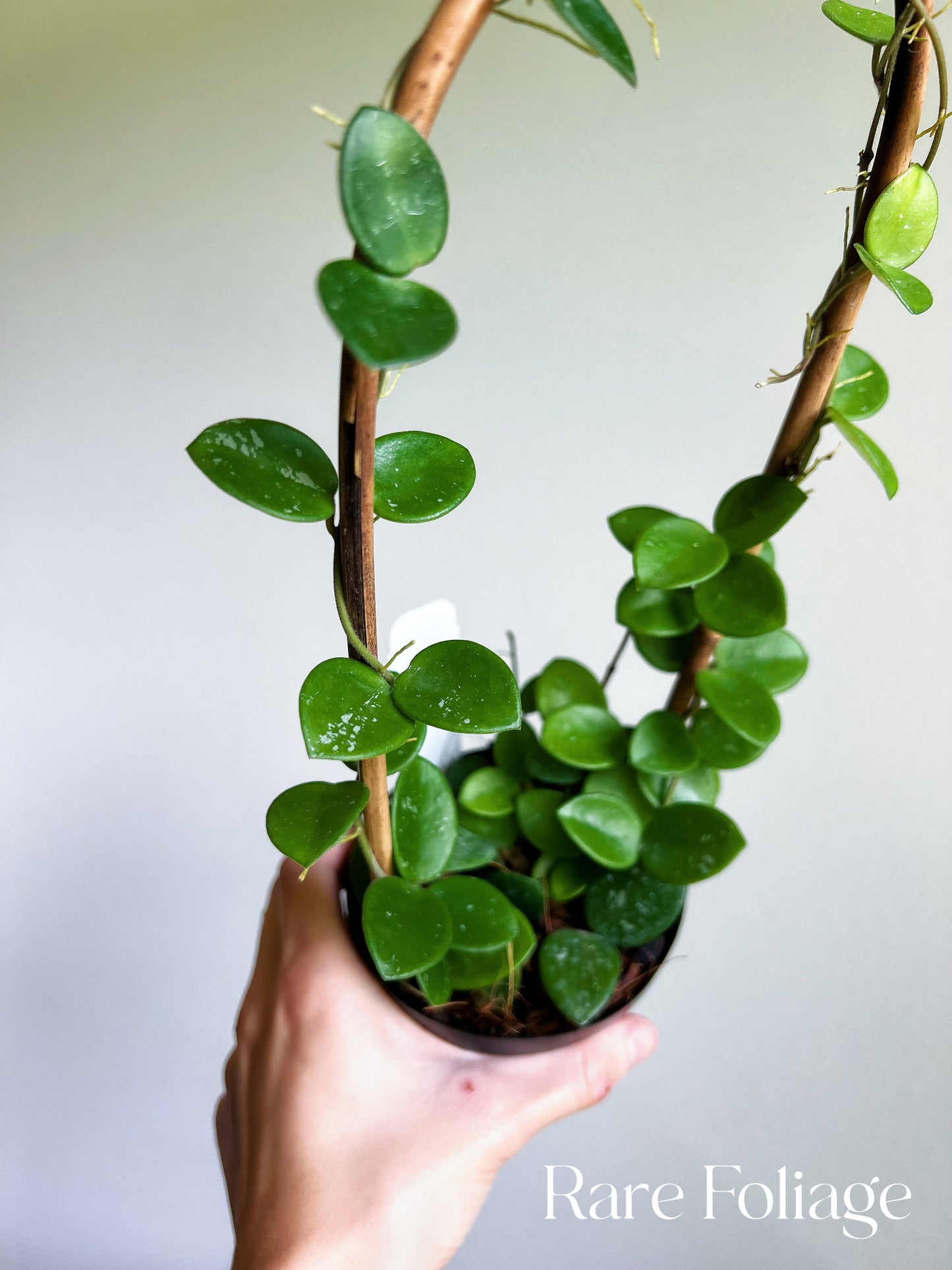 Hoya Mathilde 4" Trellis