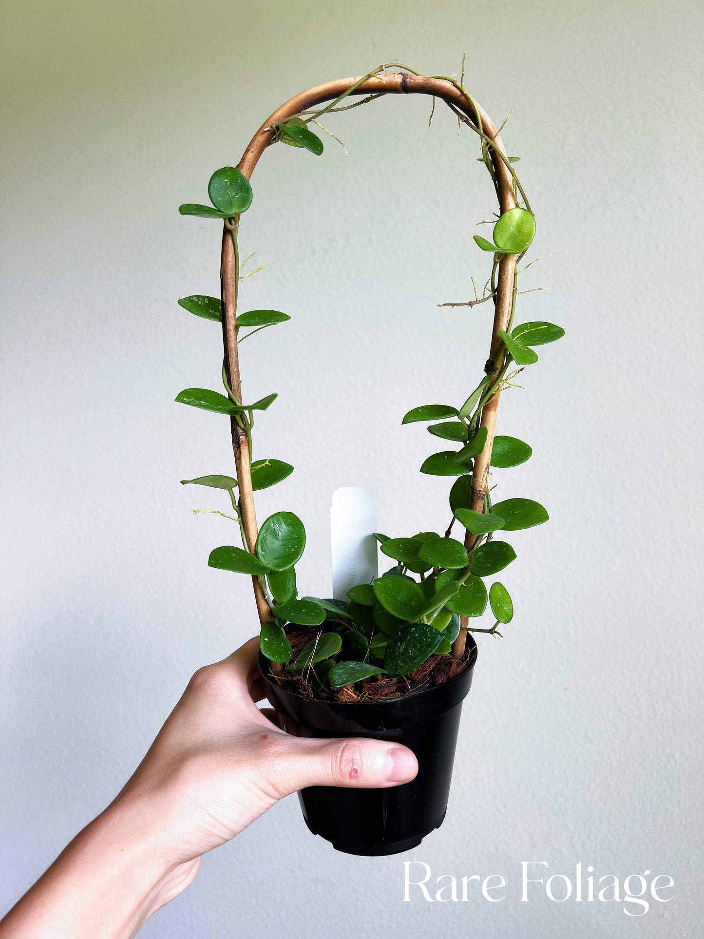 Hoya Mathilde 4" Trellis