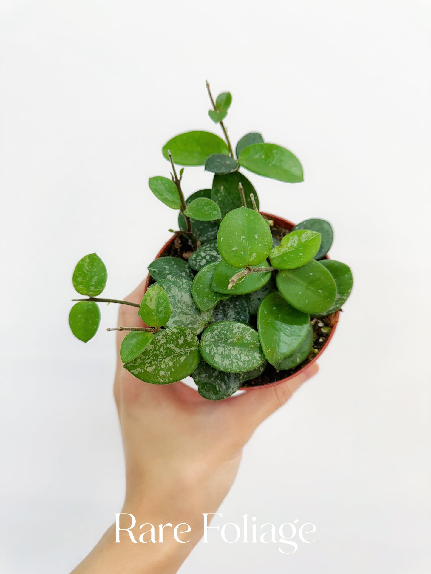 Hoya Mathilde Splash 4"