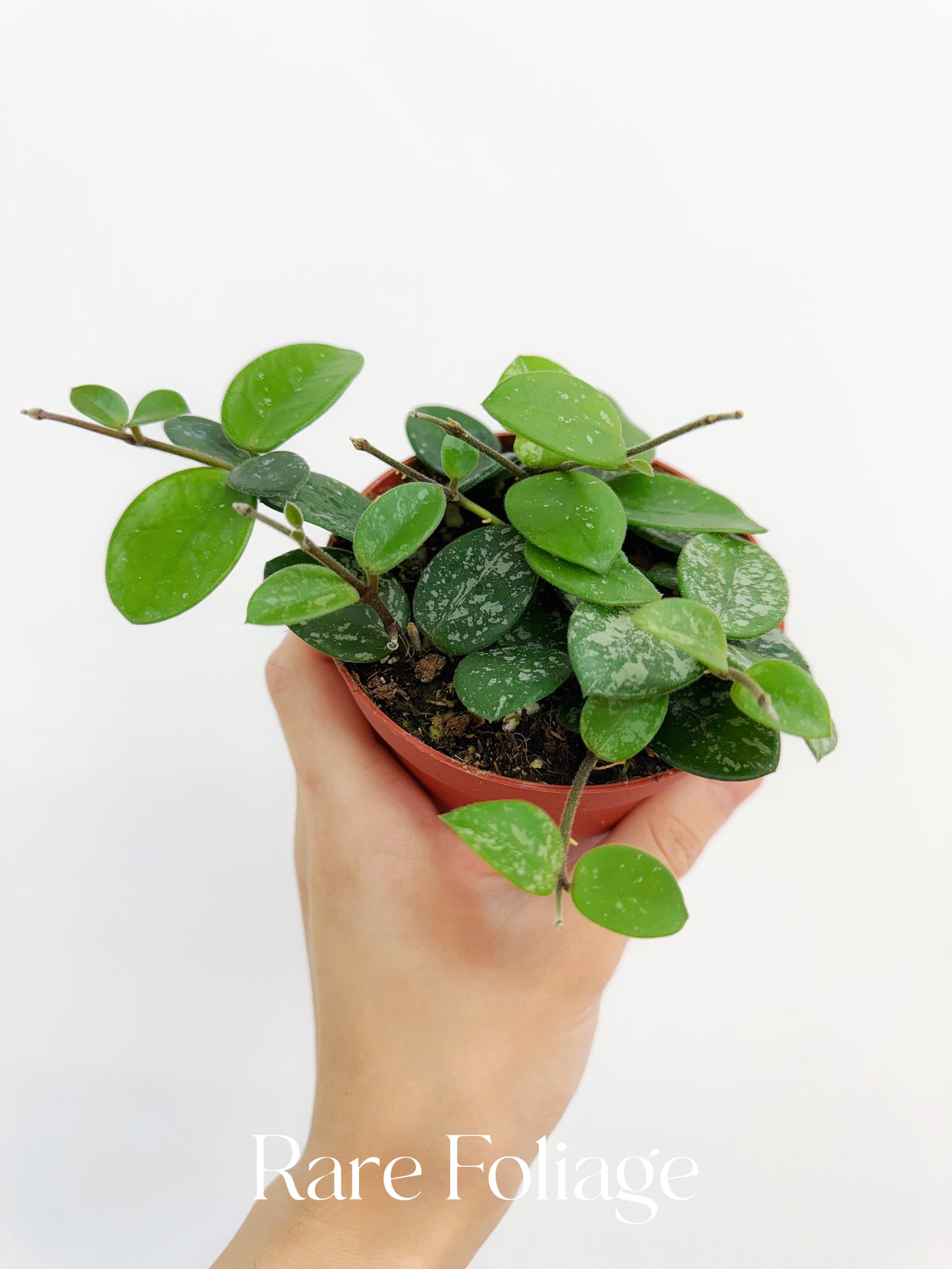 Hoya Mathilde Splash 4"