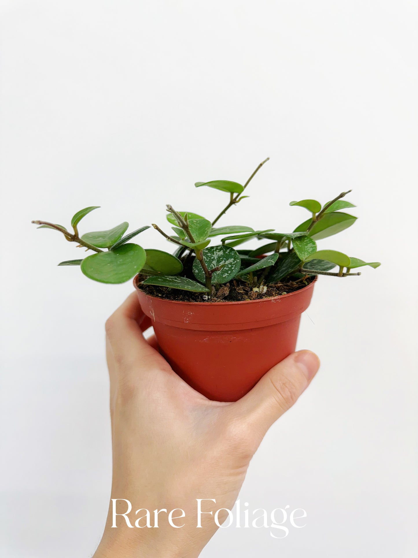 Hoya Mathilde Splash 4"