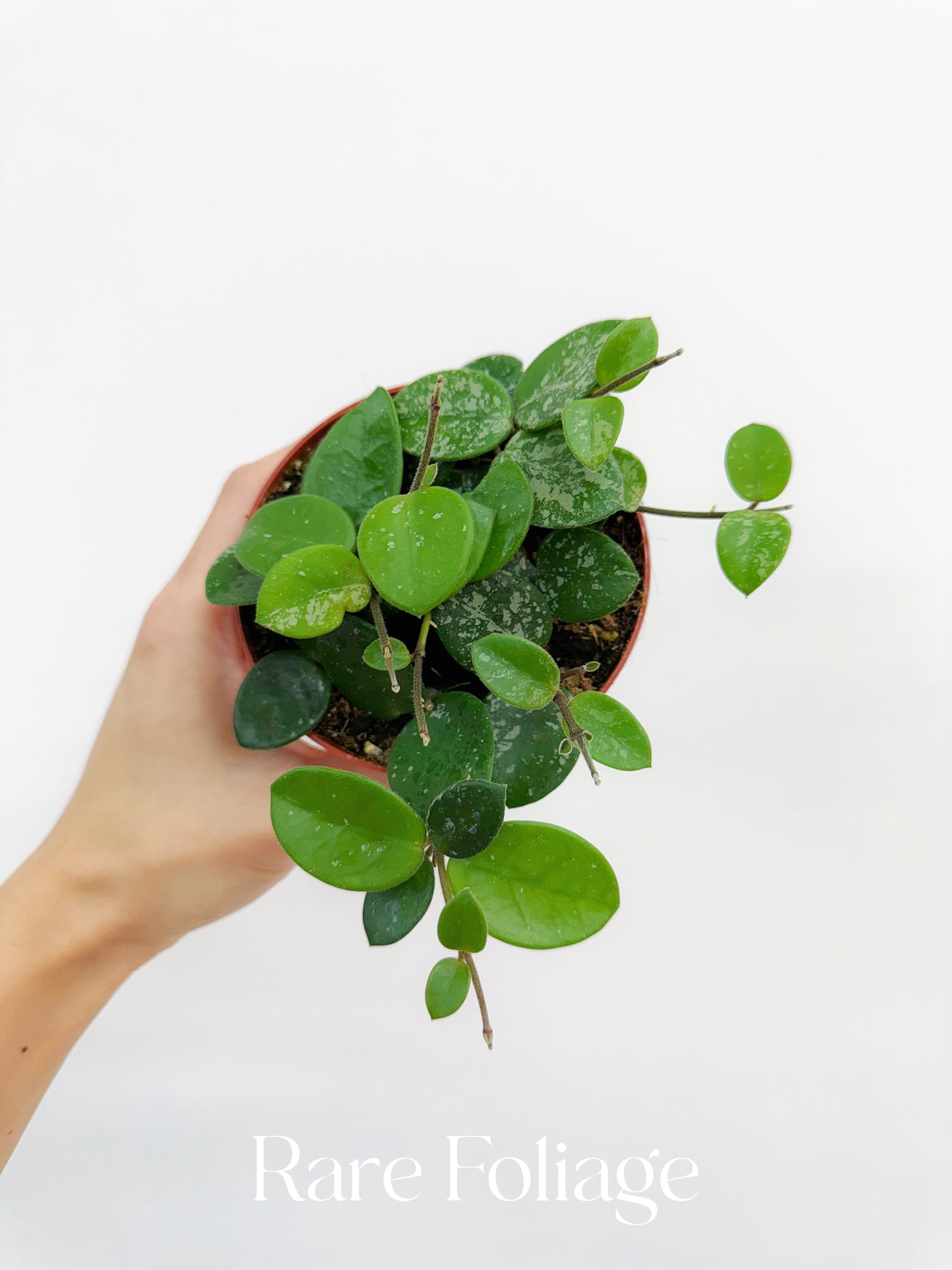 Hoya Mathilde Splash 4"