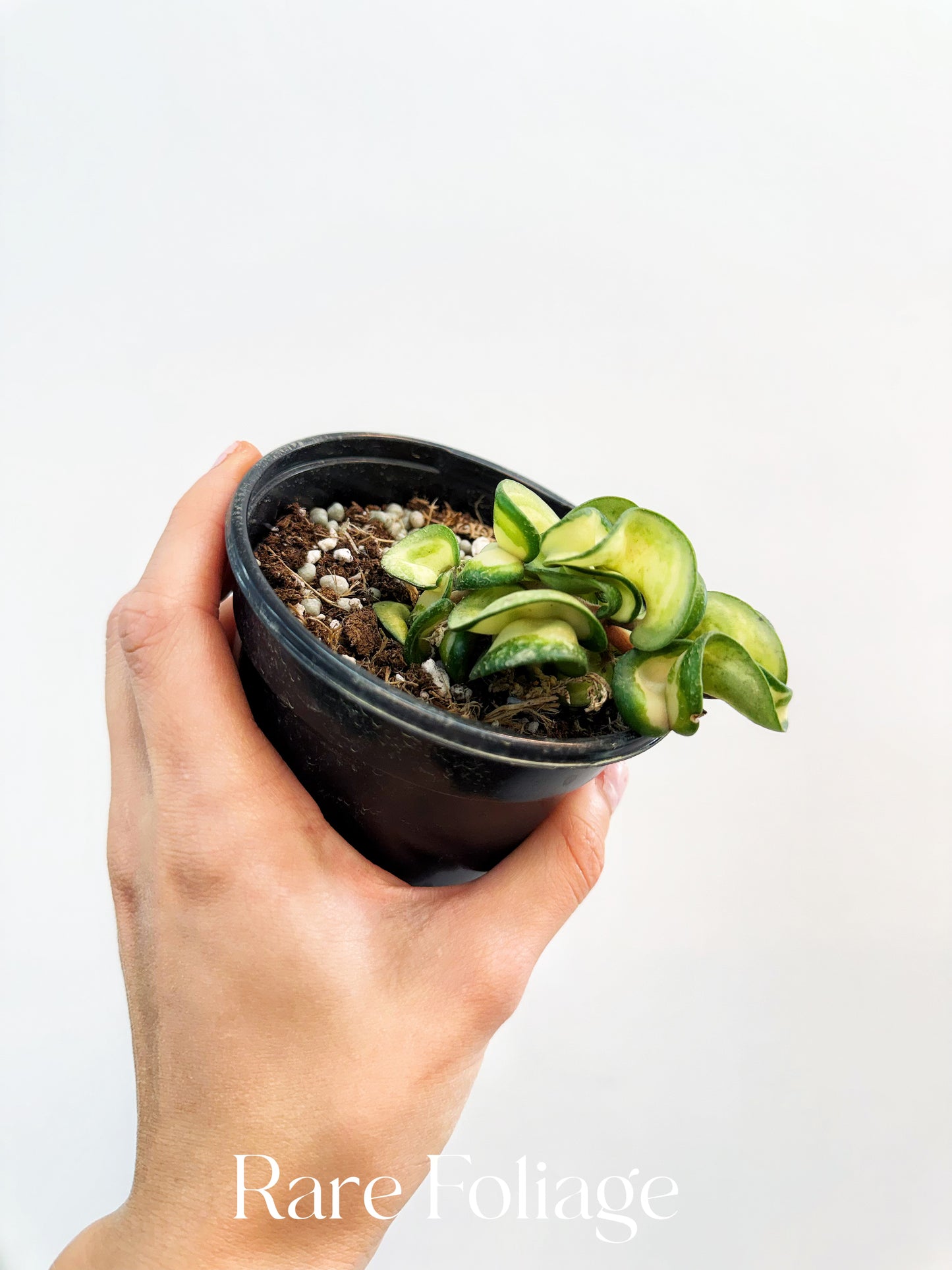 Hoya Compacta Mauna Loa Inner Variegated 4”