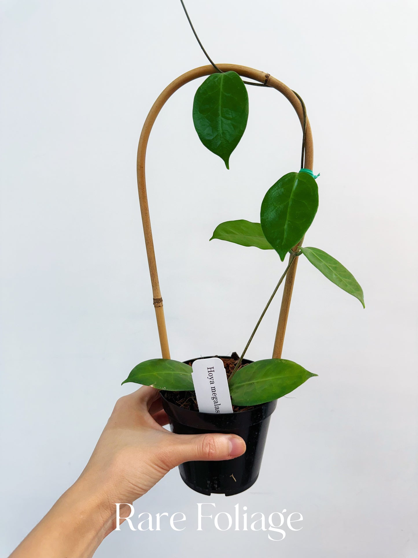 Hoya Megalaster x Self Trellis 4"