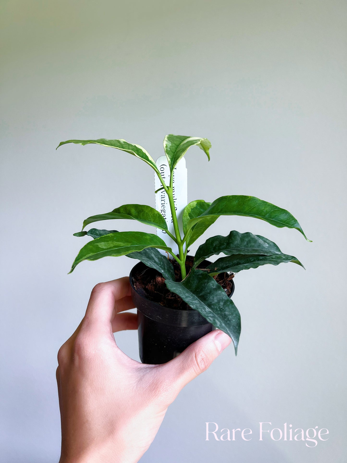 Hoya Multiflora Outer Variegated 3"