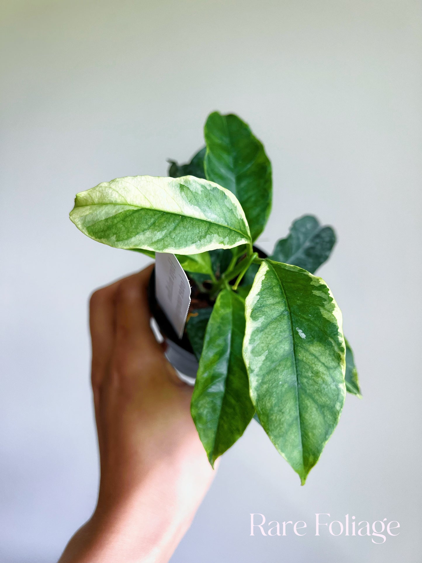 Hoya Multiflora Outer Variegated 3"
