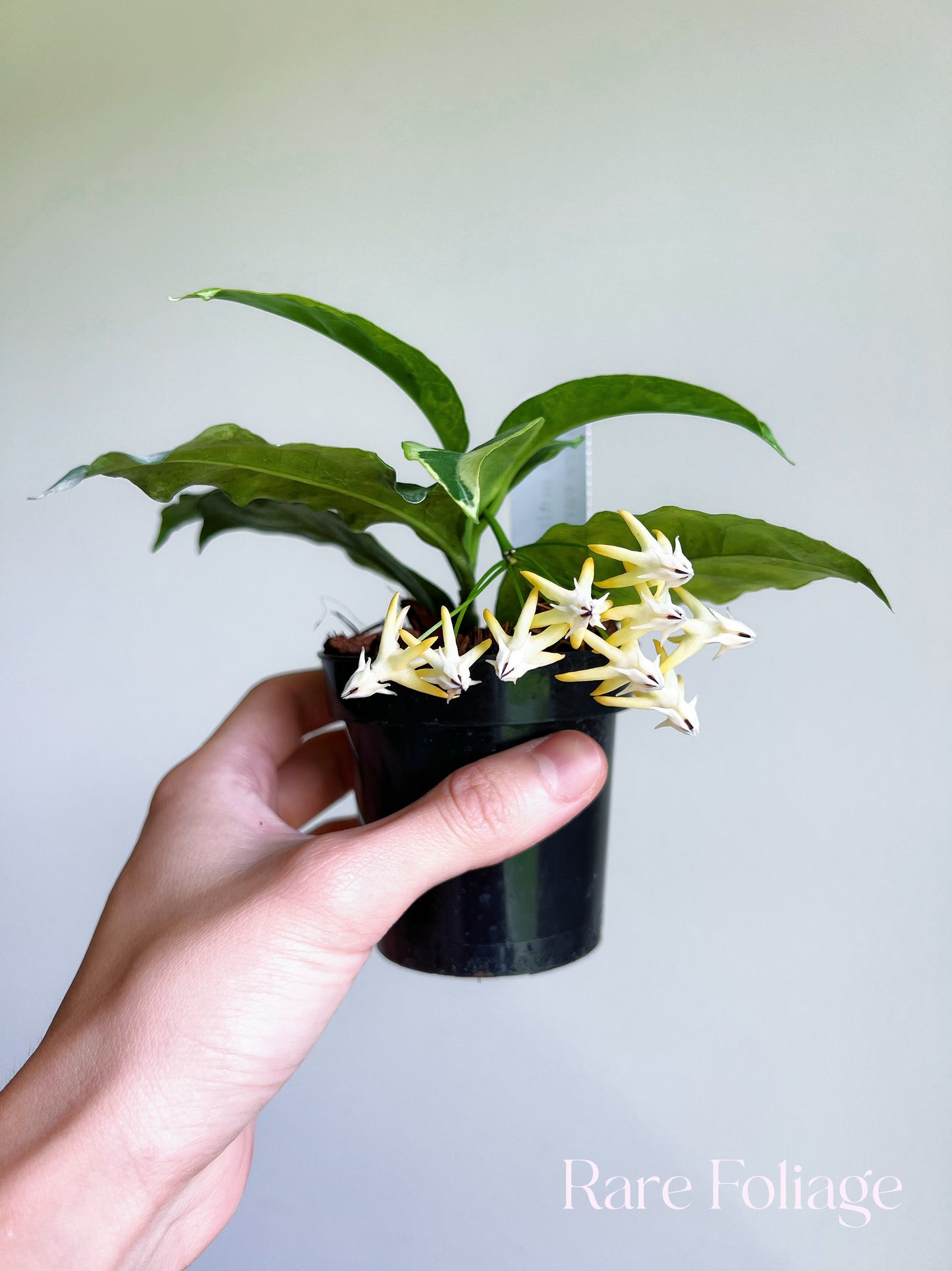Hoya Multiflora Outer Variegated 3"