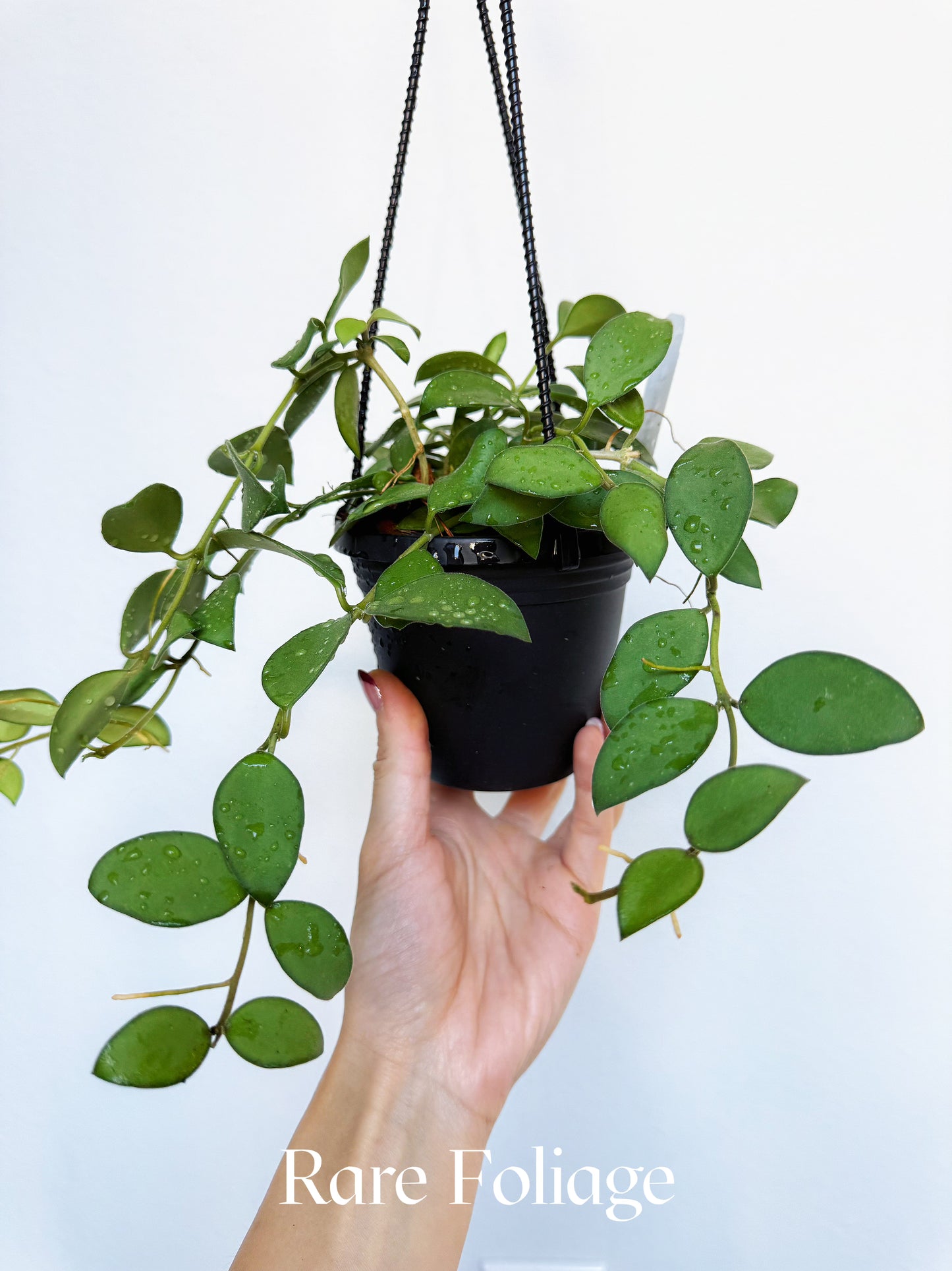 Hoya Nummularoides Pink Corona 4" Hanging Basket