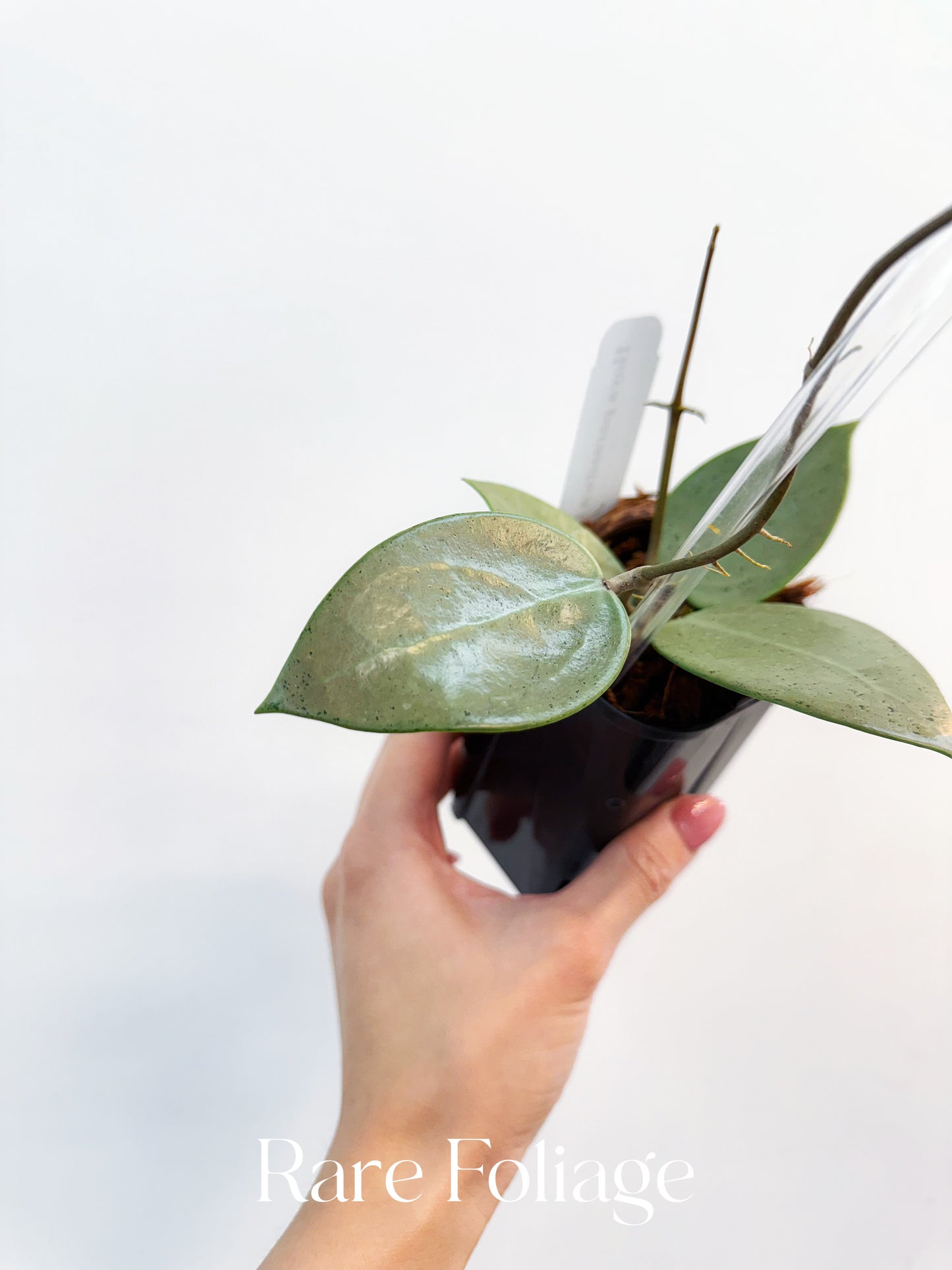 Hoya Parasitica Silver 3"