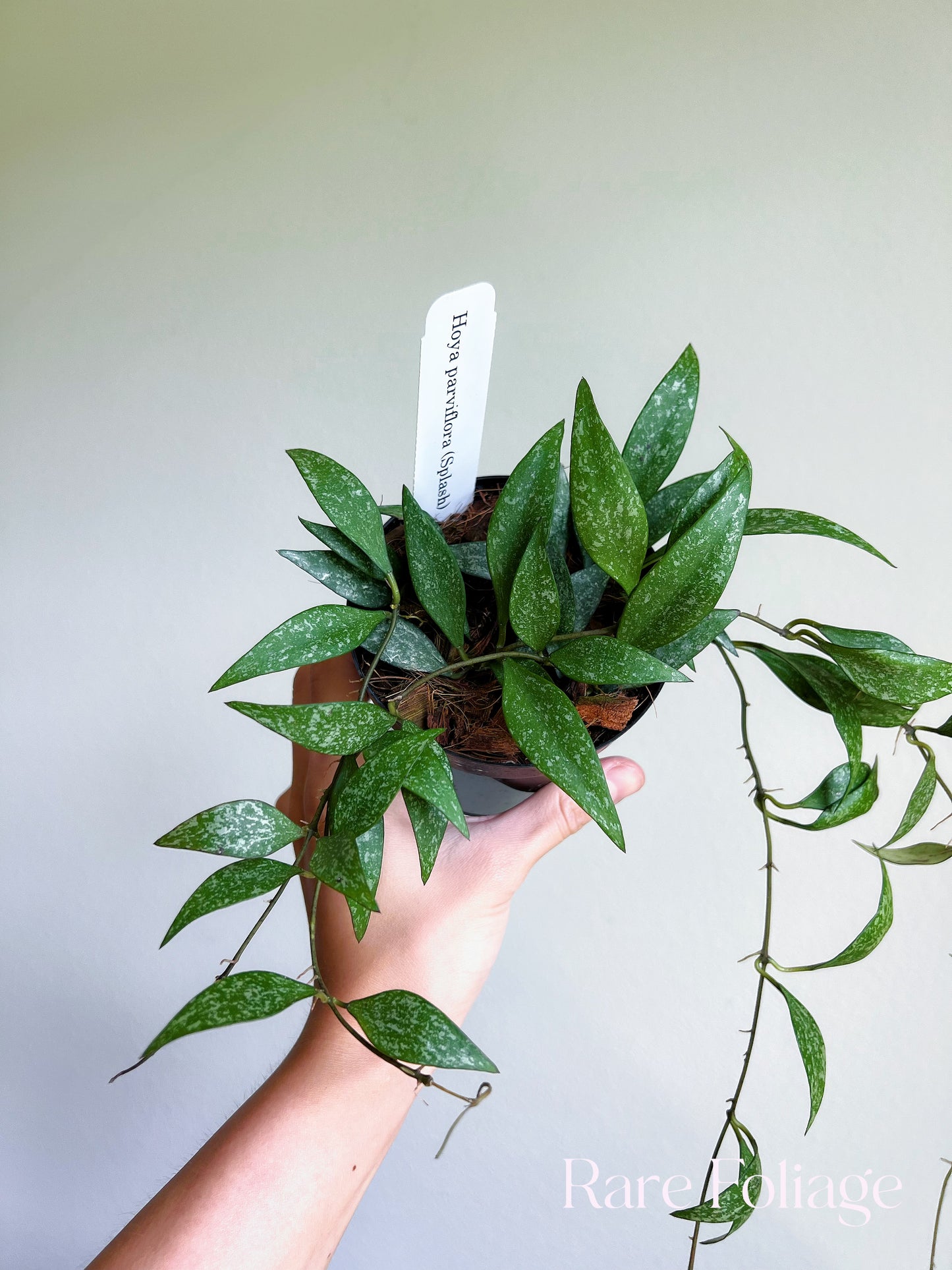 Hoya Parviflora Splash 4”