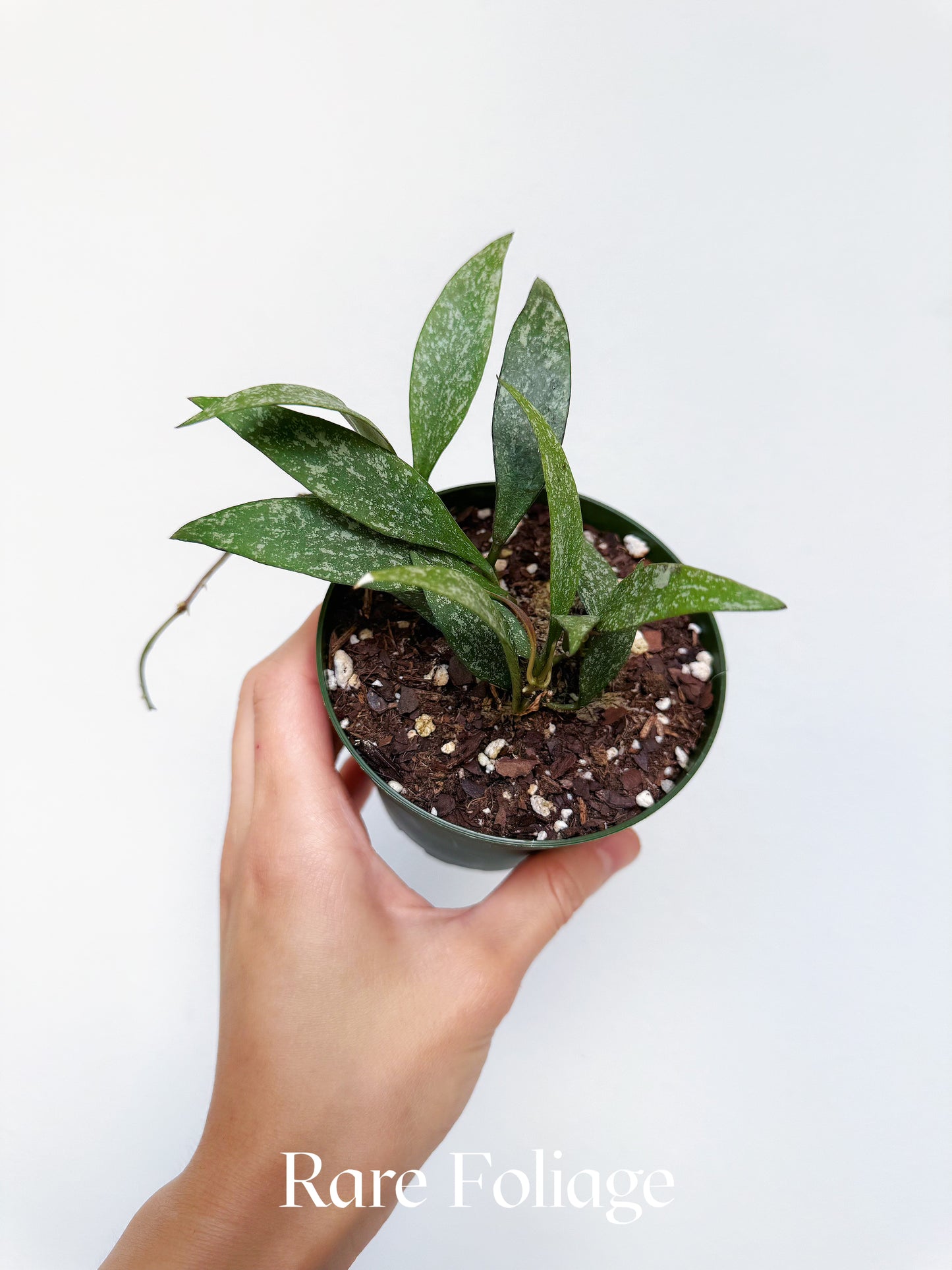 Hoya Parviflora Splash 4"