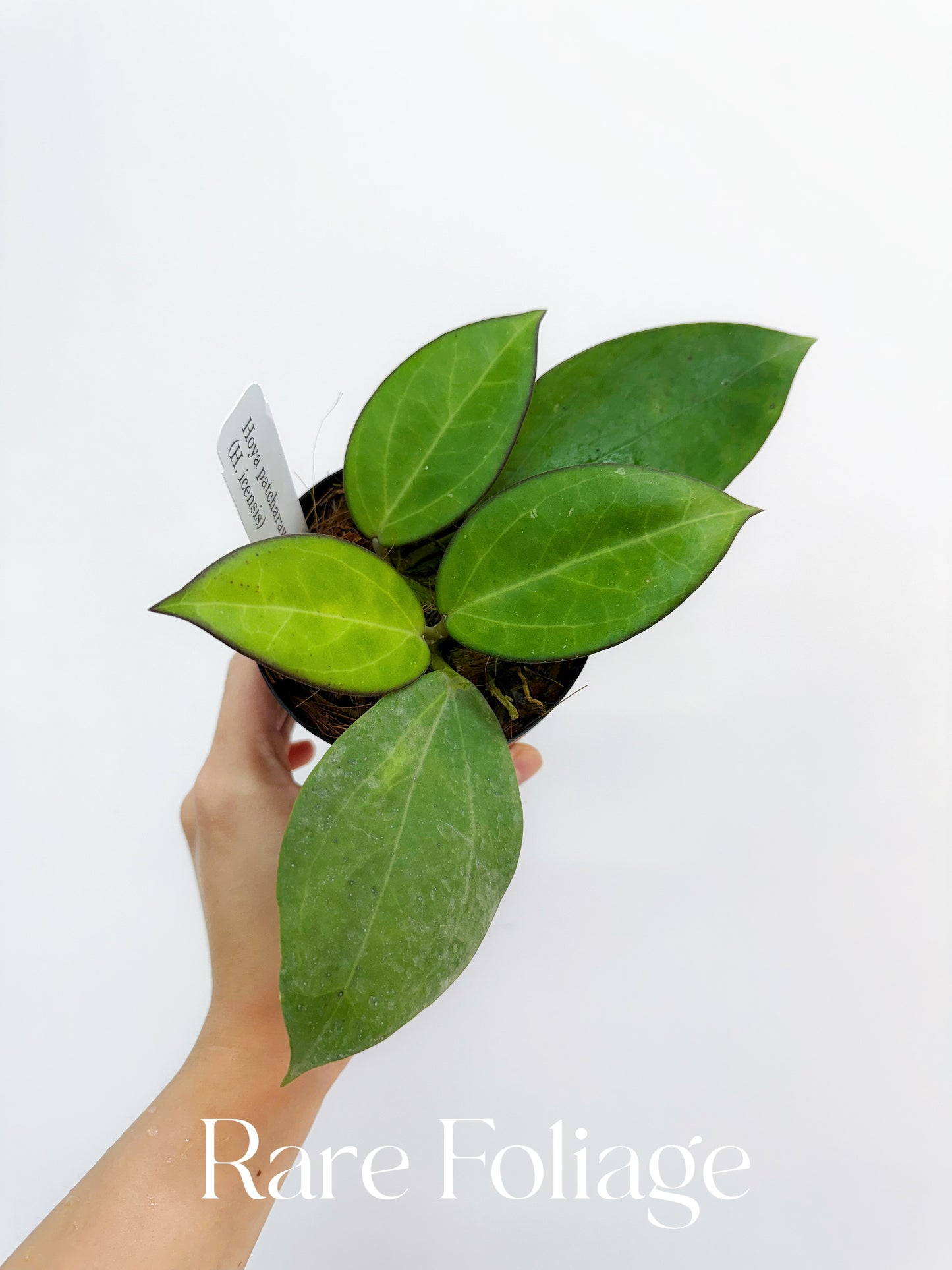 Hoya Patcharawalai 023 4"