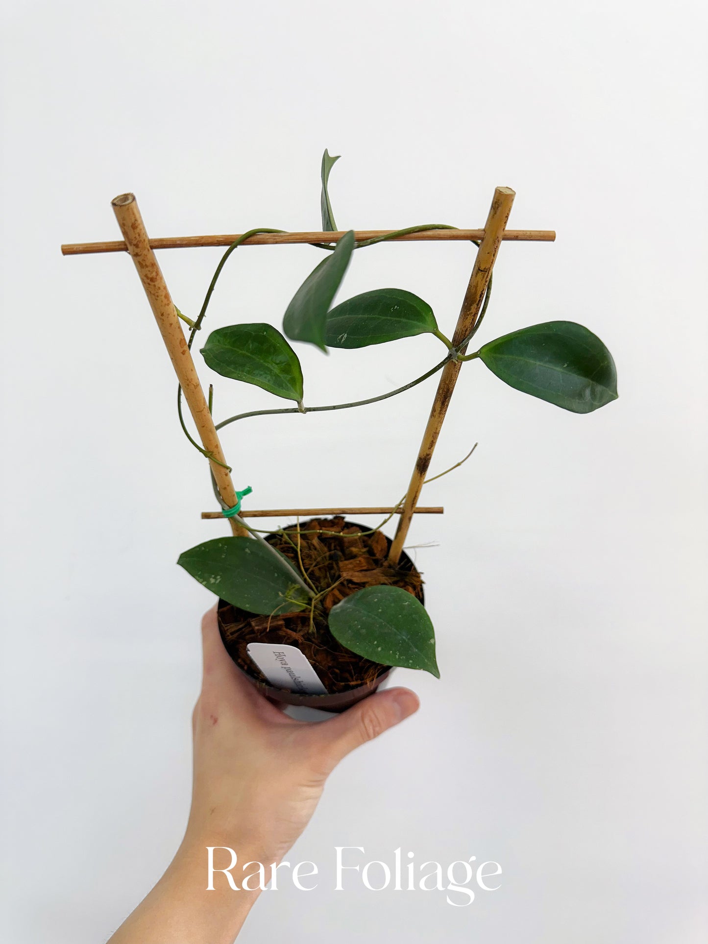 Hoya Paulshirleyi 4" Trellis