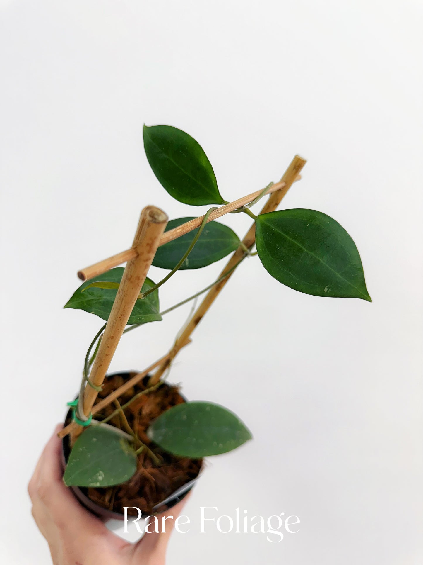 Hoya Paulshirleyi 4" Trellis