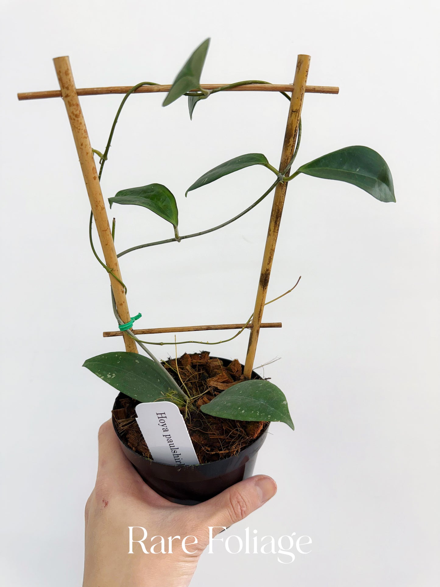 Hoya Paulshirleyi 4" Trellis