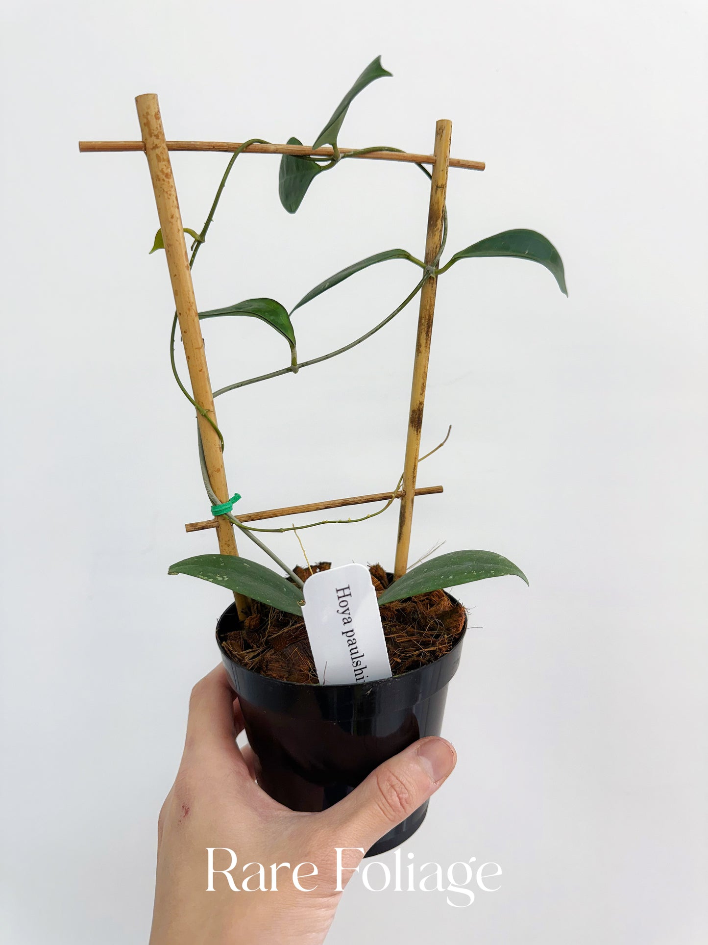 Hoya Paulshirleyi 4" Trellis