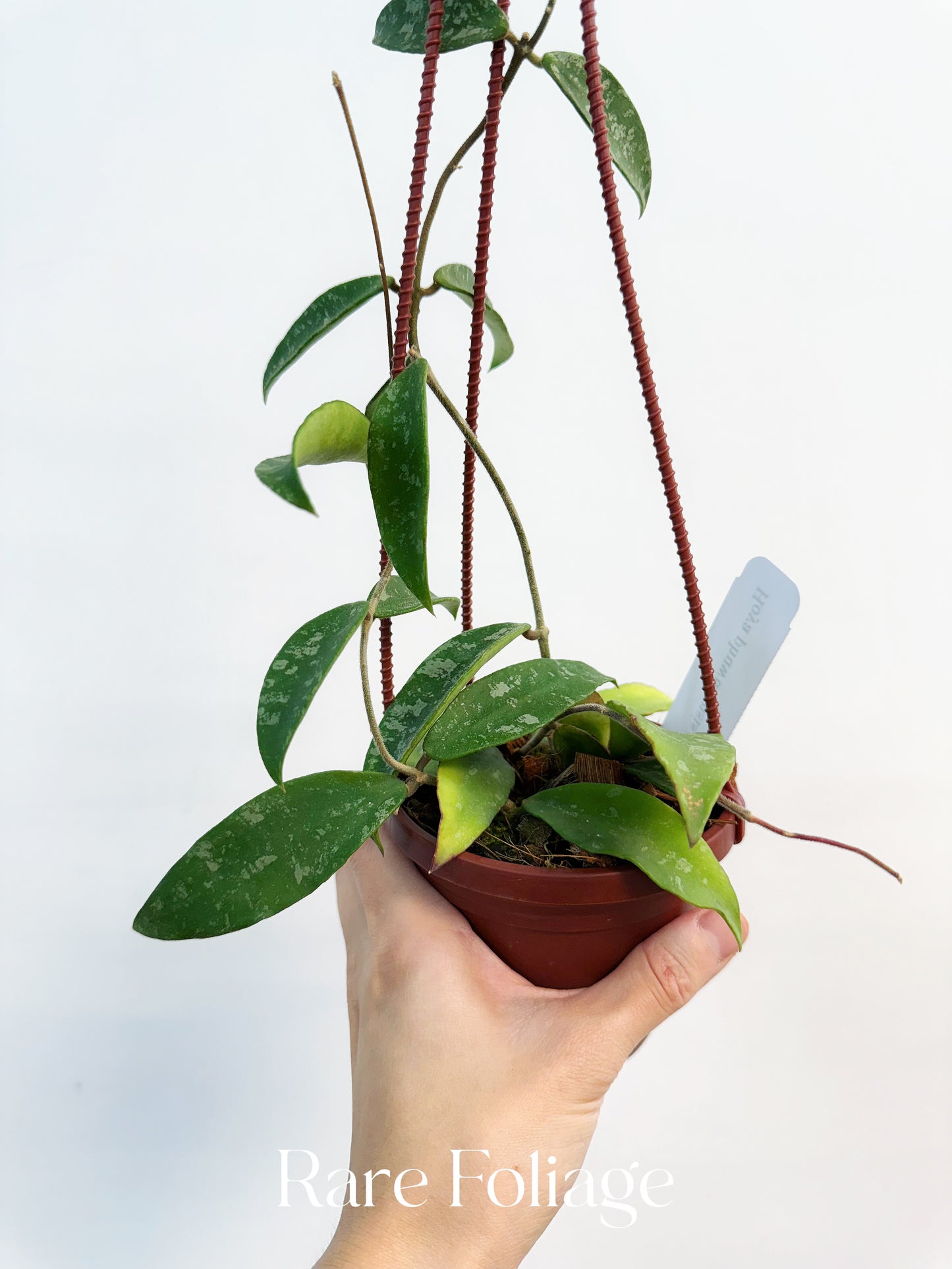 Hoya Phuwuaensis Splash 4" Hanging Basket