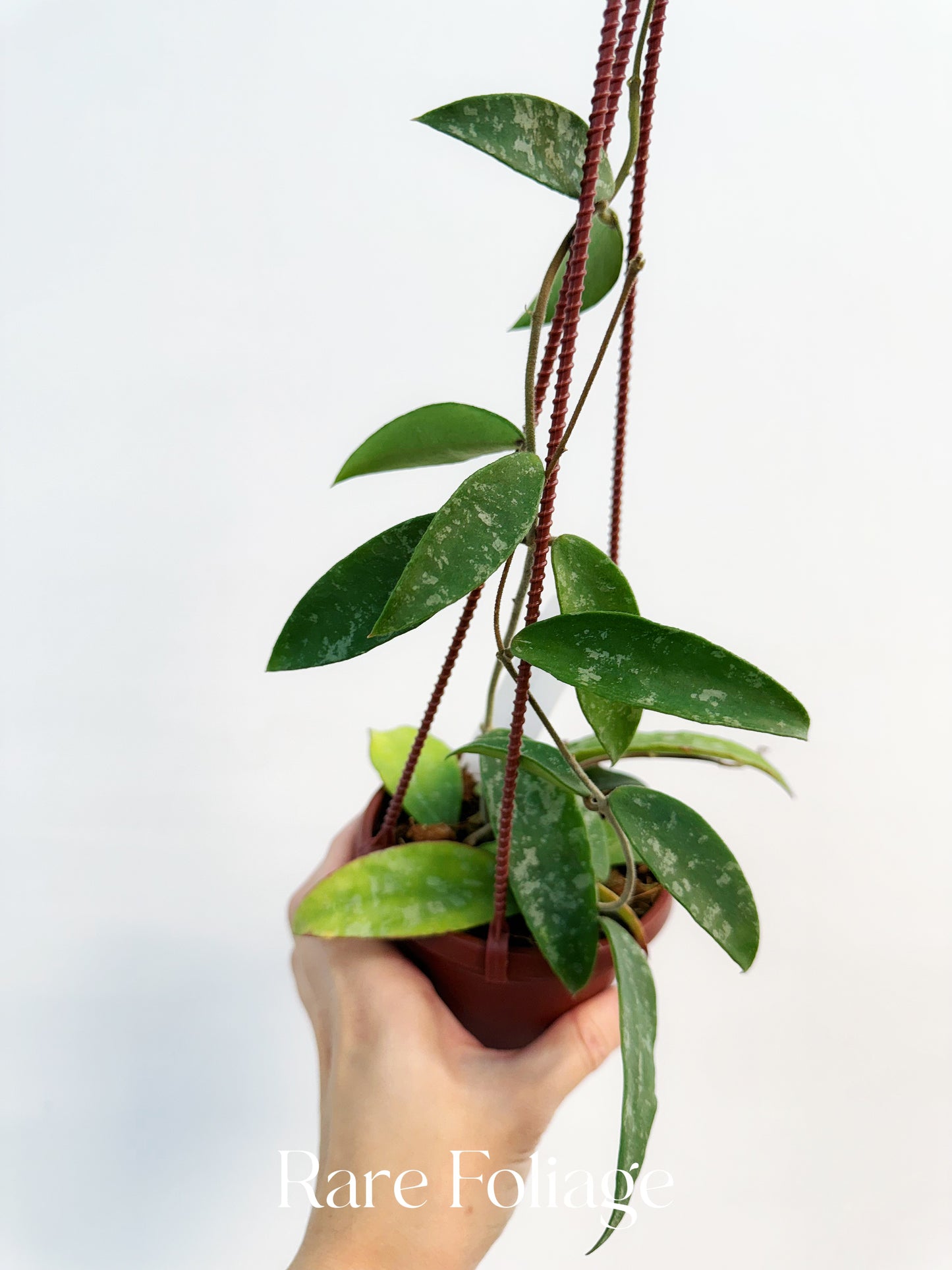 Hoya Phuwuaensis Splash 4" Hanging Basket