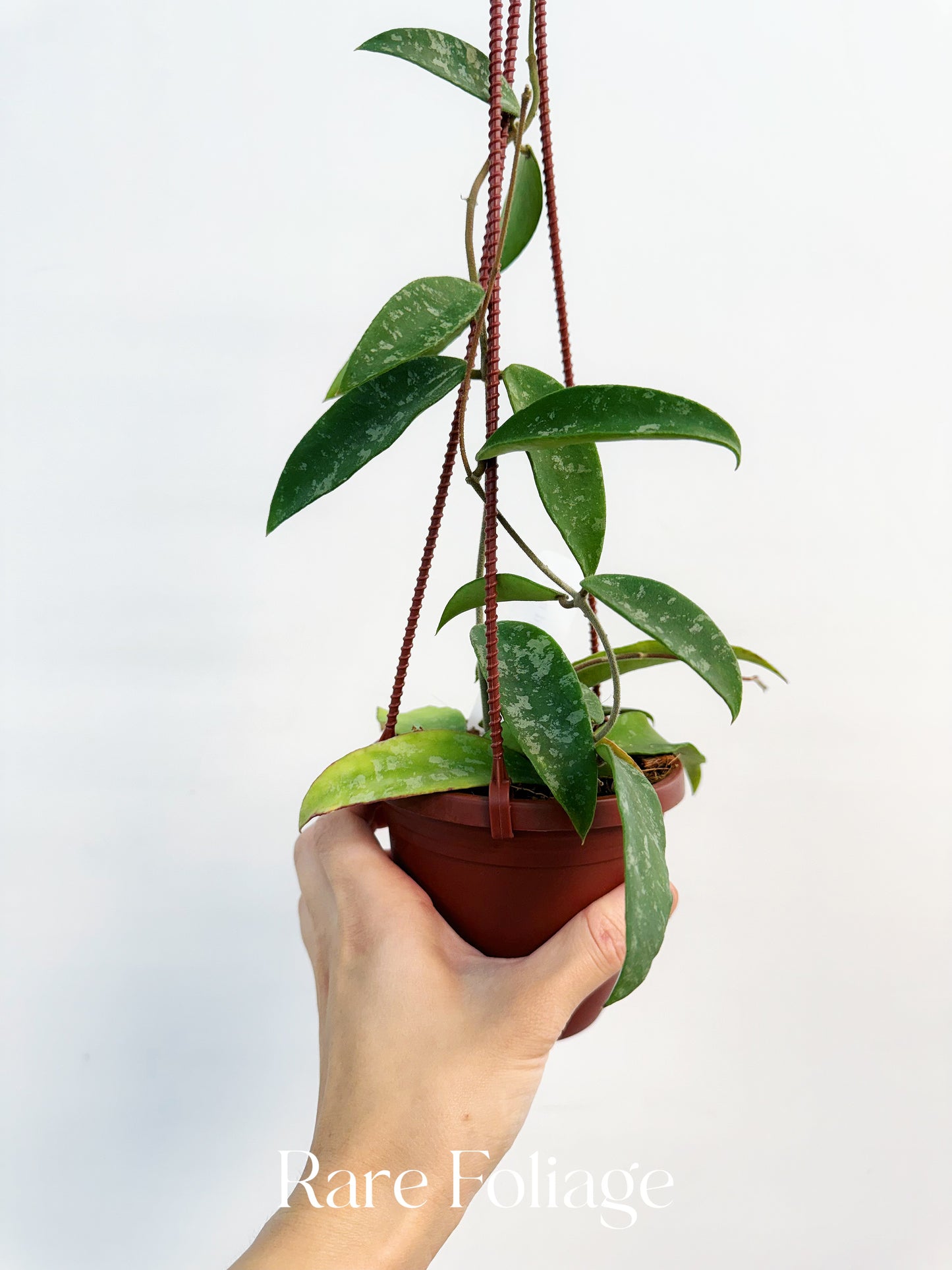 Hoya Phuwuaensis Splash 4" Hanging Basket