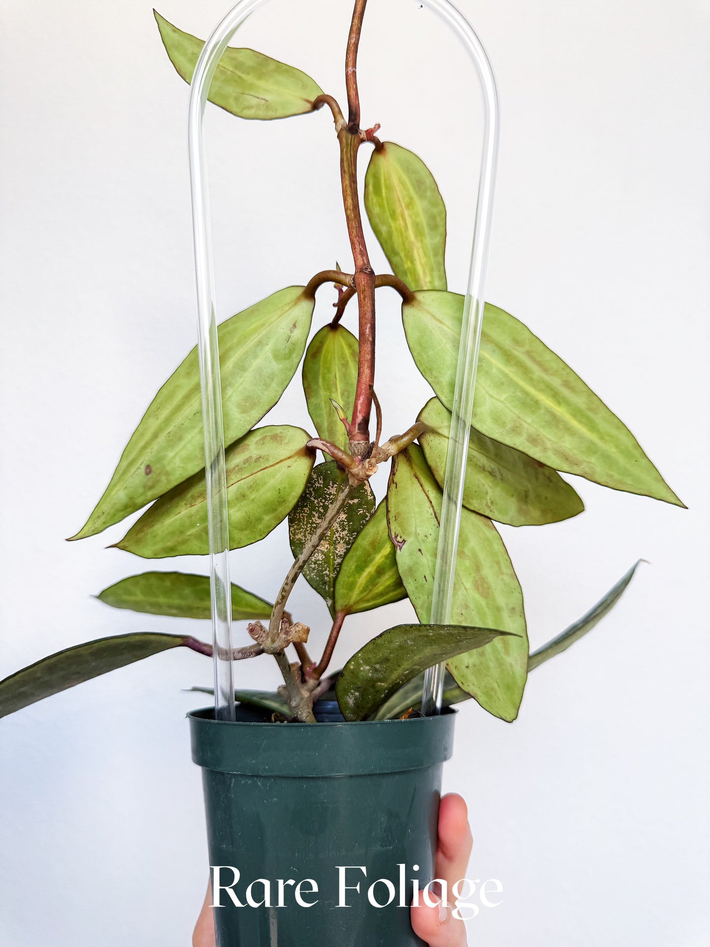 Hoya Macrophylla Pot of Gold 4"