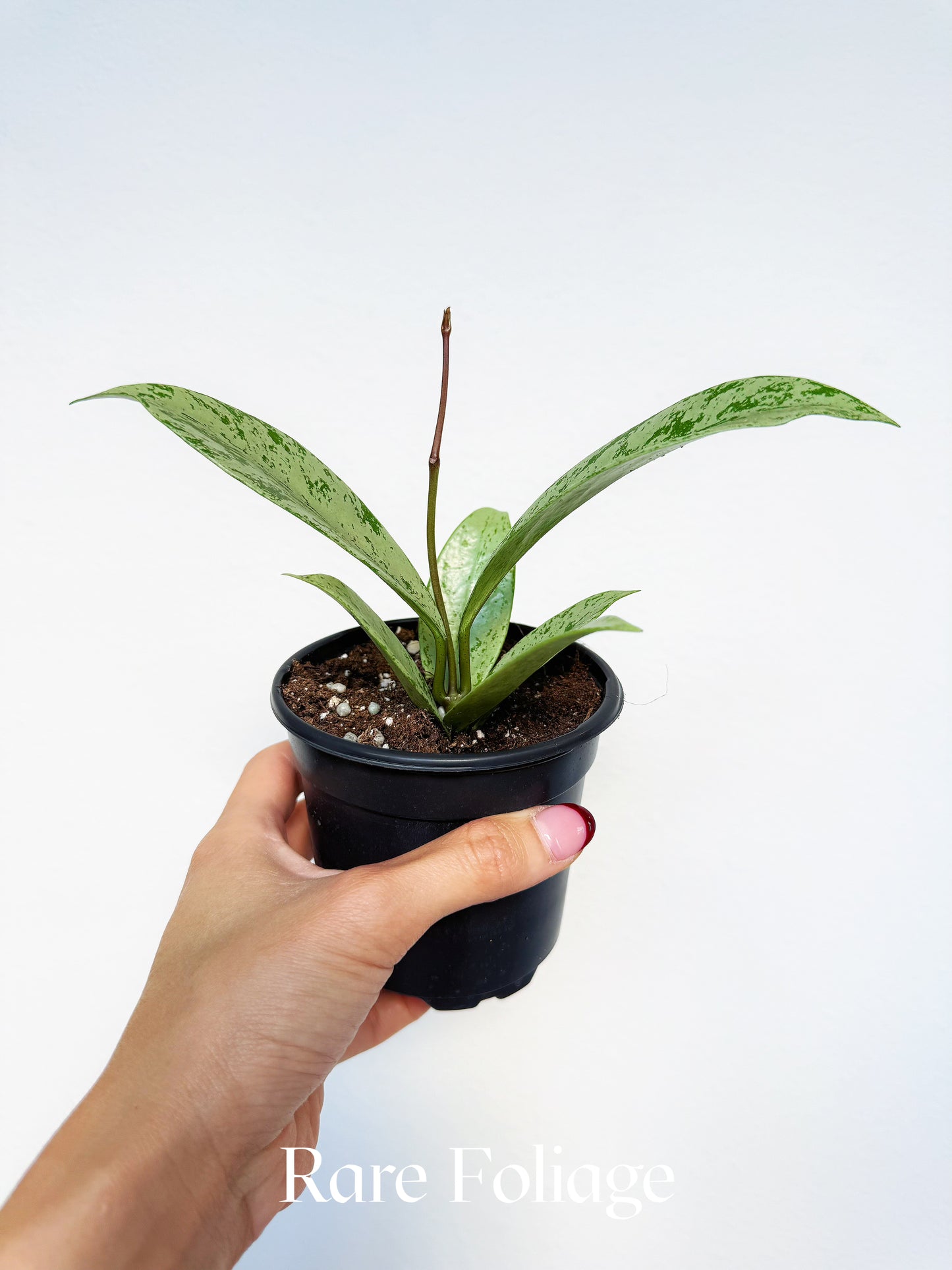 Hoya Pubicalyx Pink Ghost 4"
