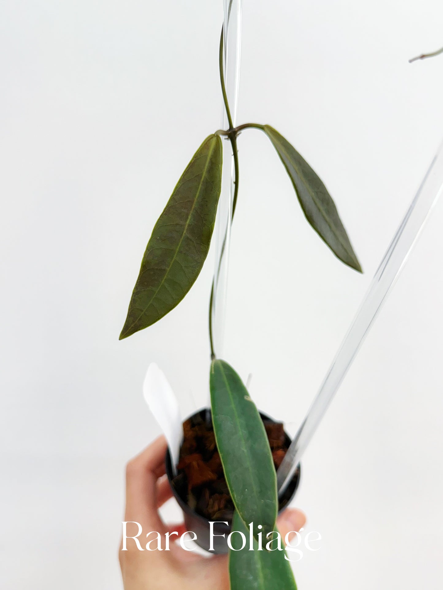 Hoya Pulchra 3” Trellis