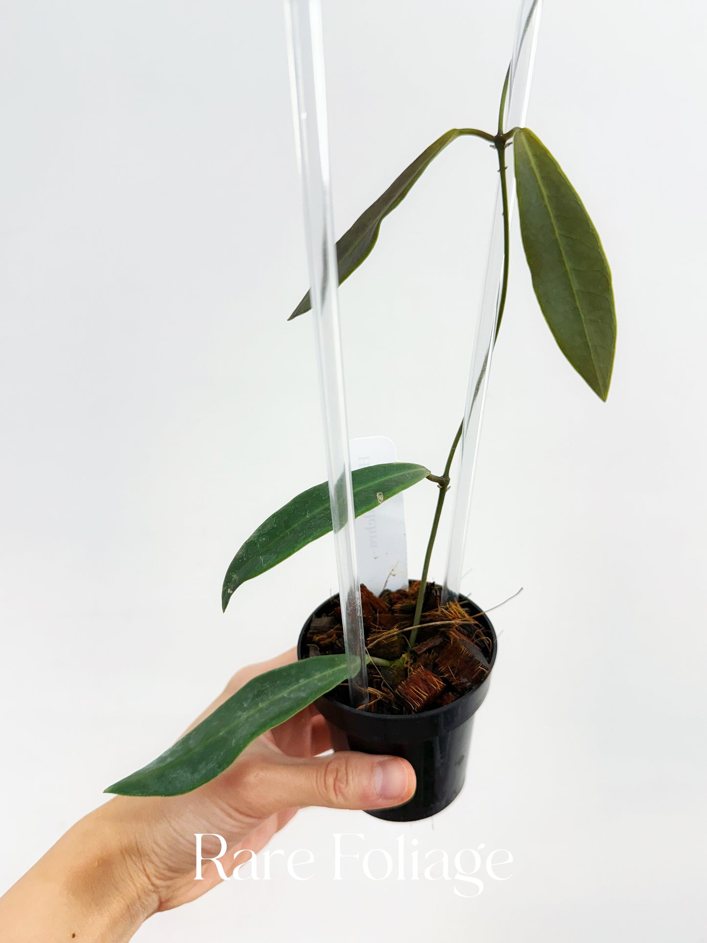 Hoya Pulchra 3” Trellis