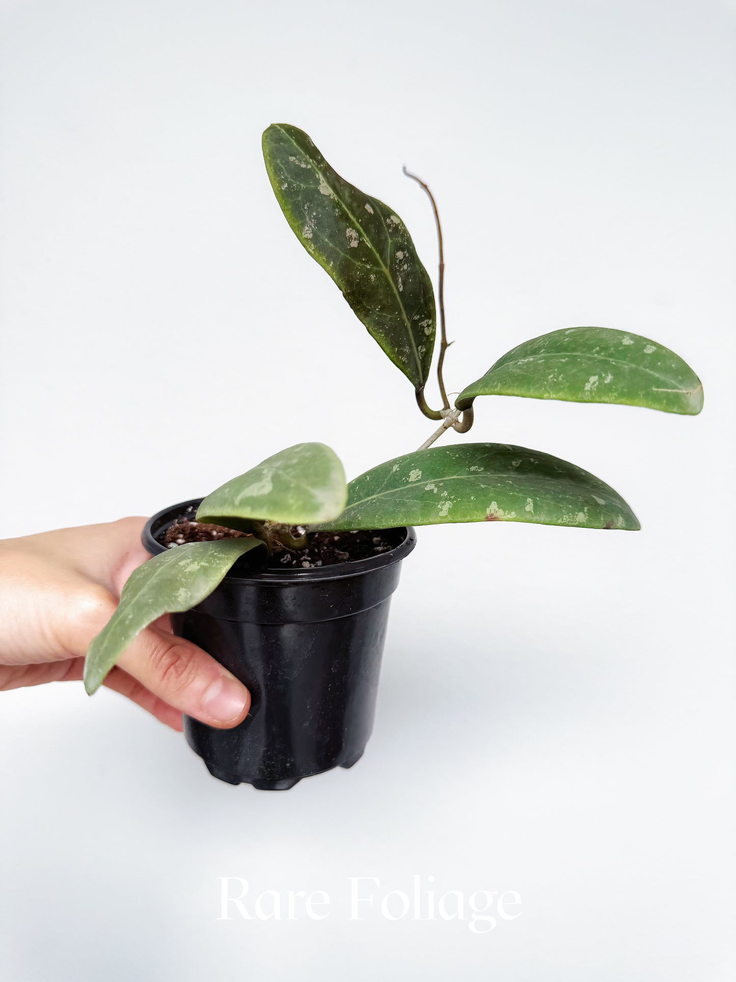 Hoya Rintzii Borneo 4"