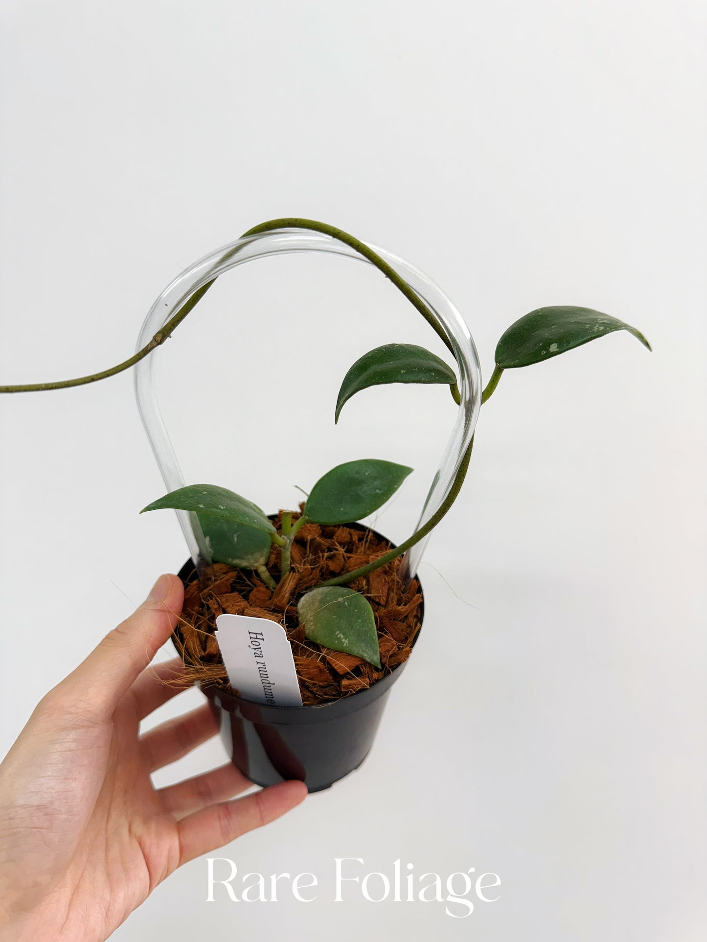 Hoya Rundumensis Trellis 4"