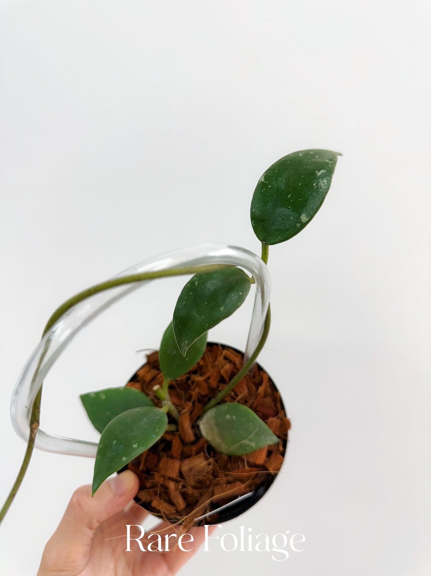 Hoya Rundumensis Trellis 4"
