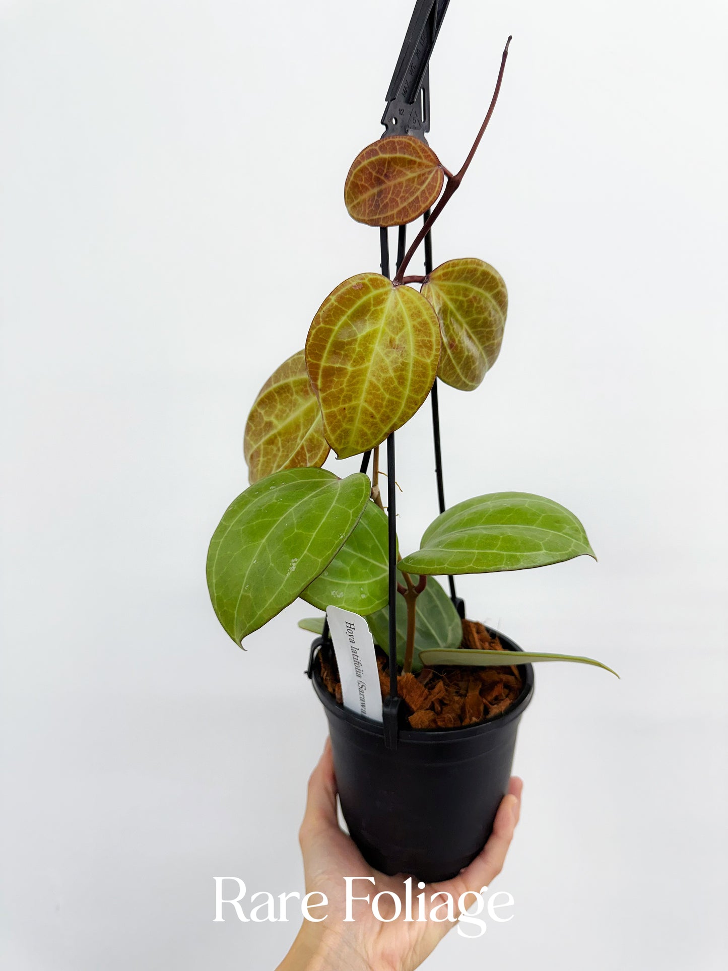 Hoya Latifolia Sarawak 5” Hanging Basket