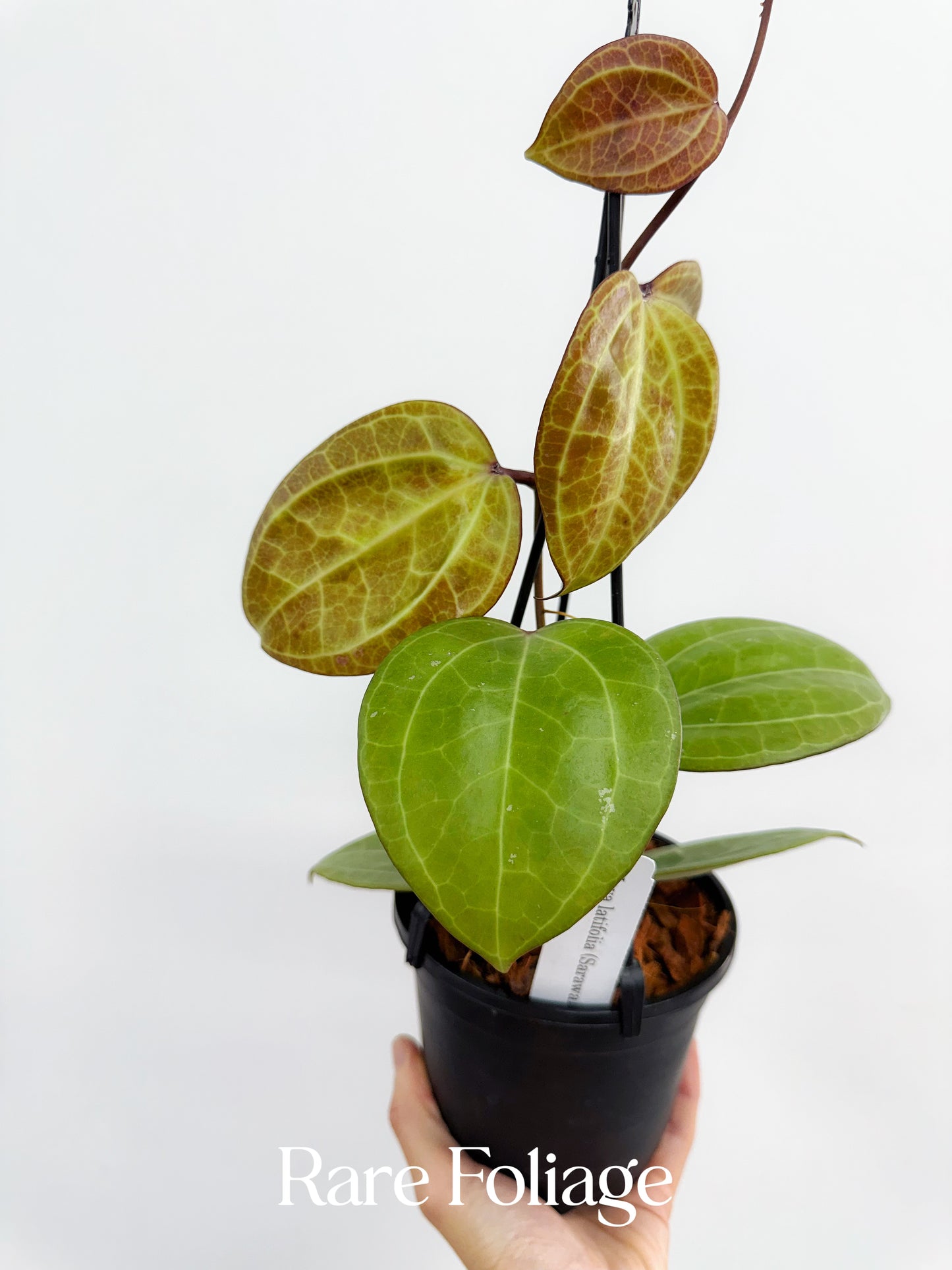 Hoya Latifolia Sarawak 5” Hanging Basket