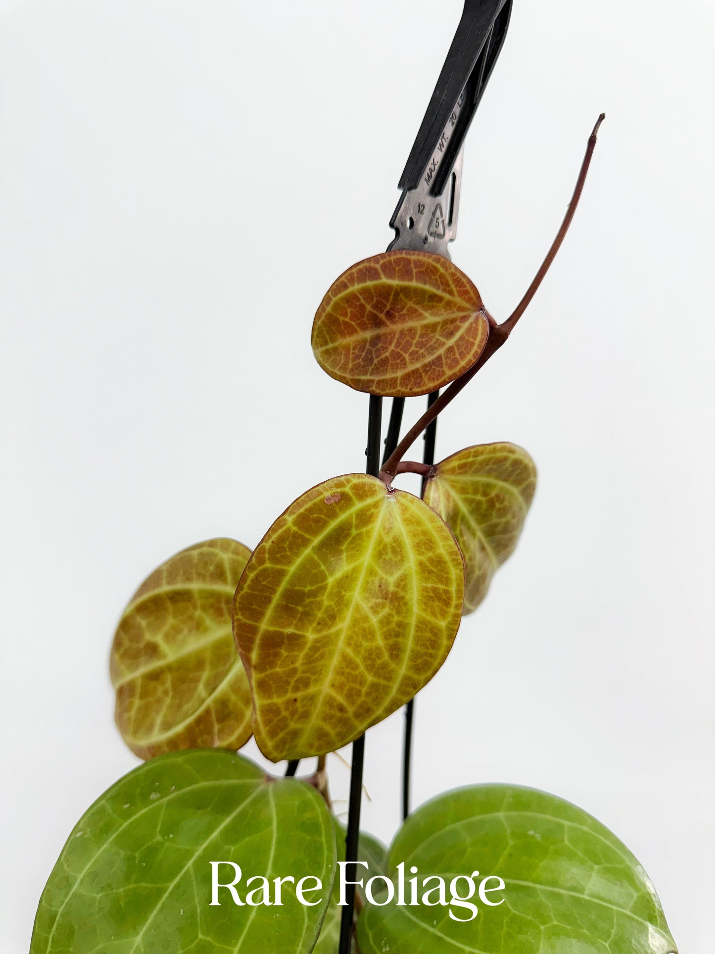 Hoya Latifolia Sarawak 5” Hanging Basket