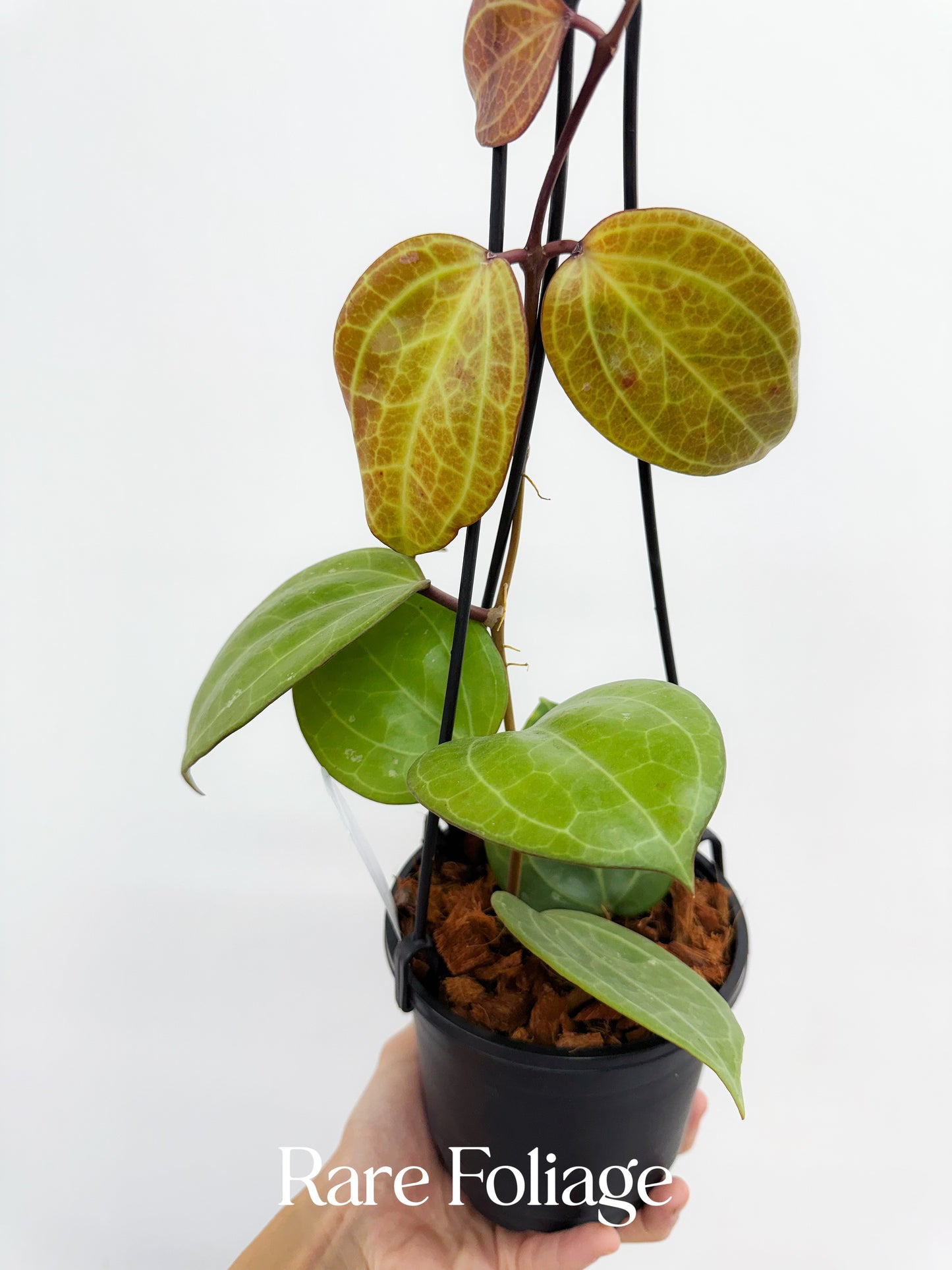 Hoya Latifolia Sarawak 5” Hanging Basket