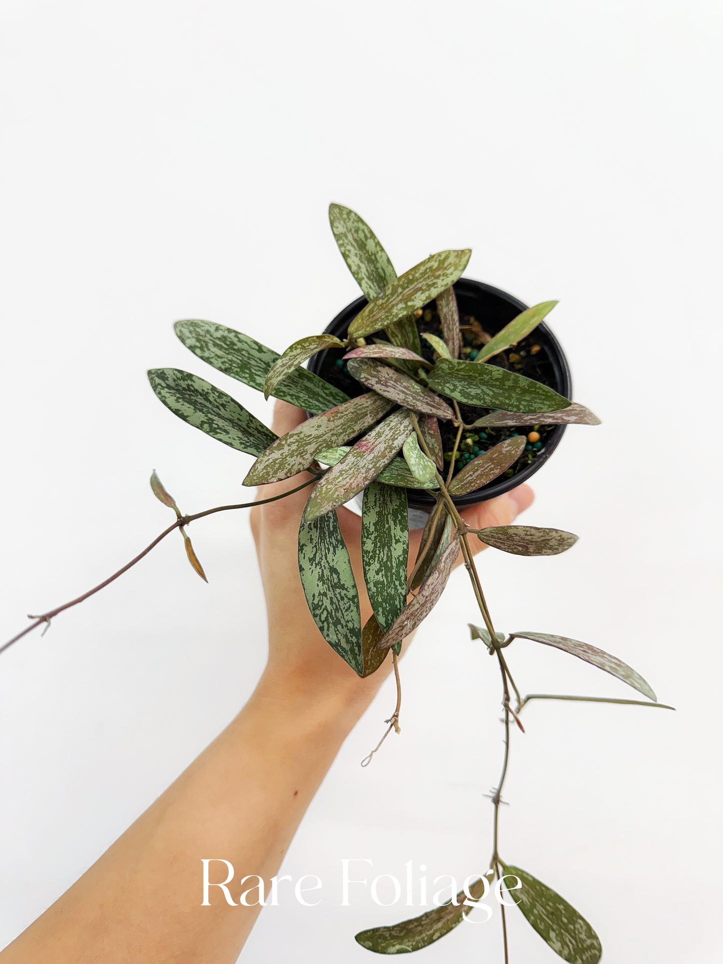 Hoya Sigillatis 4”