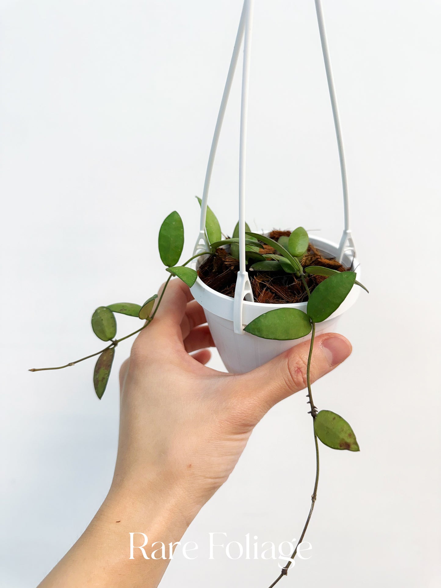 Hoya Sigillatis Alas River 3" Hanging Basket
