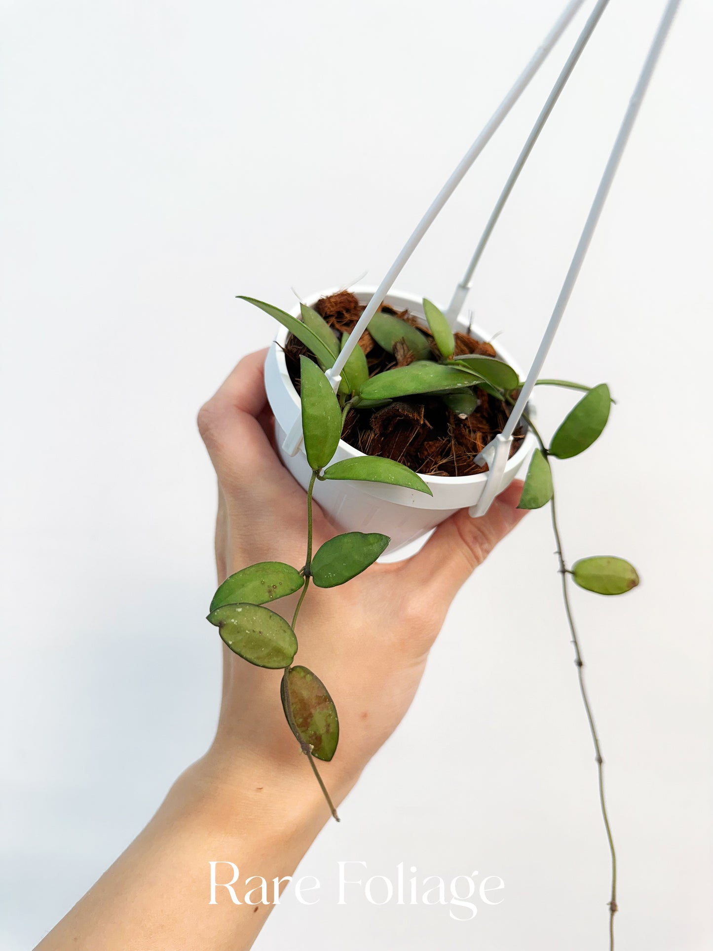 Hoya Sigillatis Alas River 3" Hanging Basket