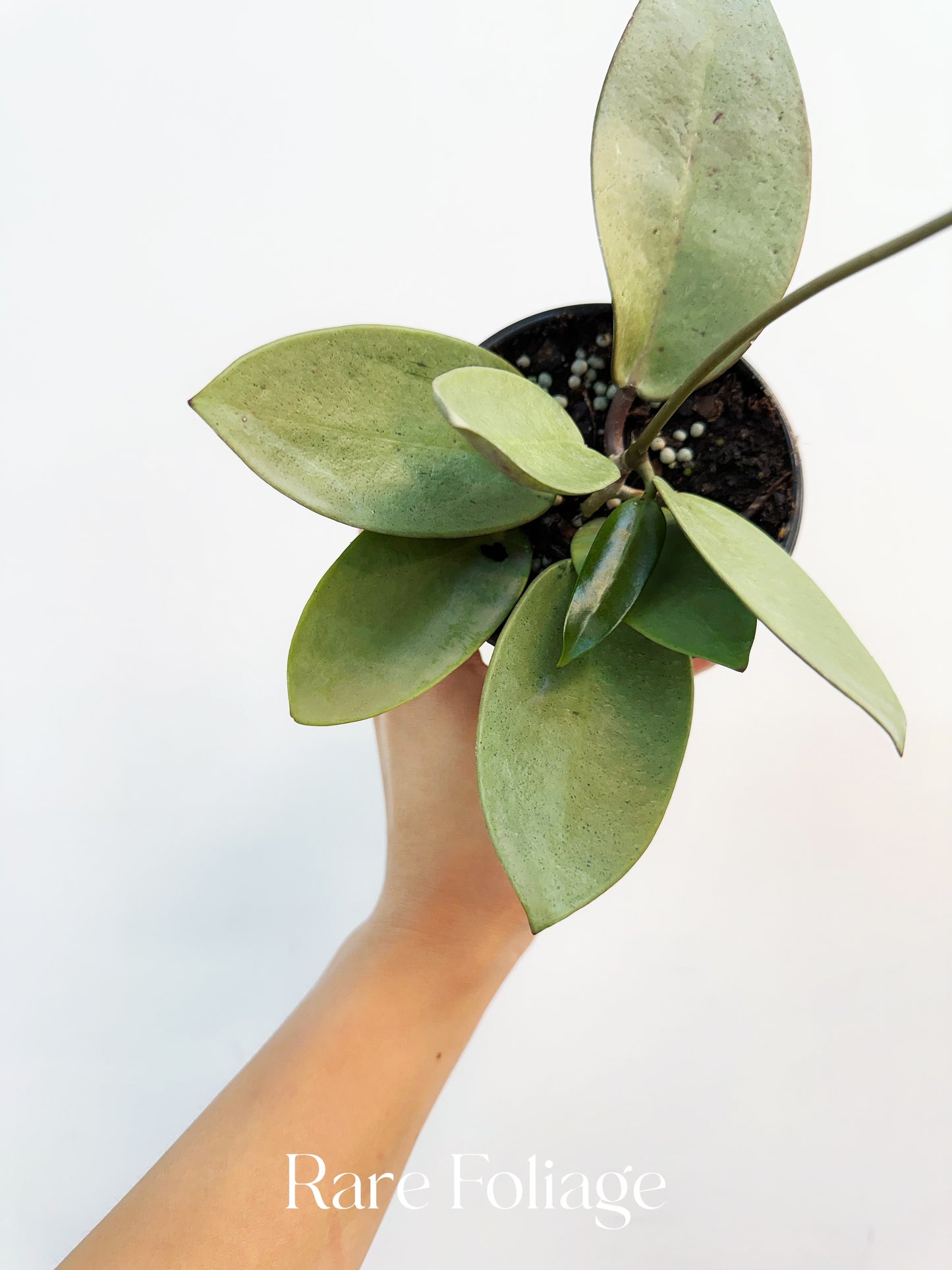 Hoya Silver Dollar 4”