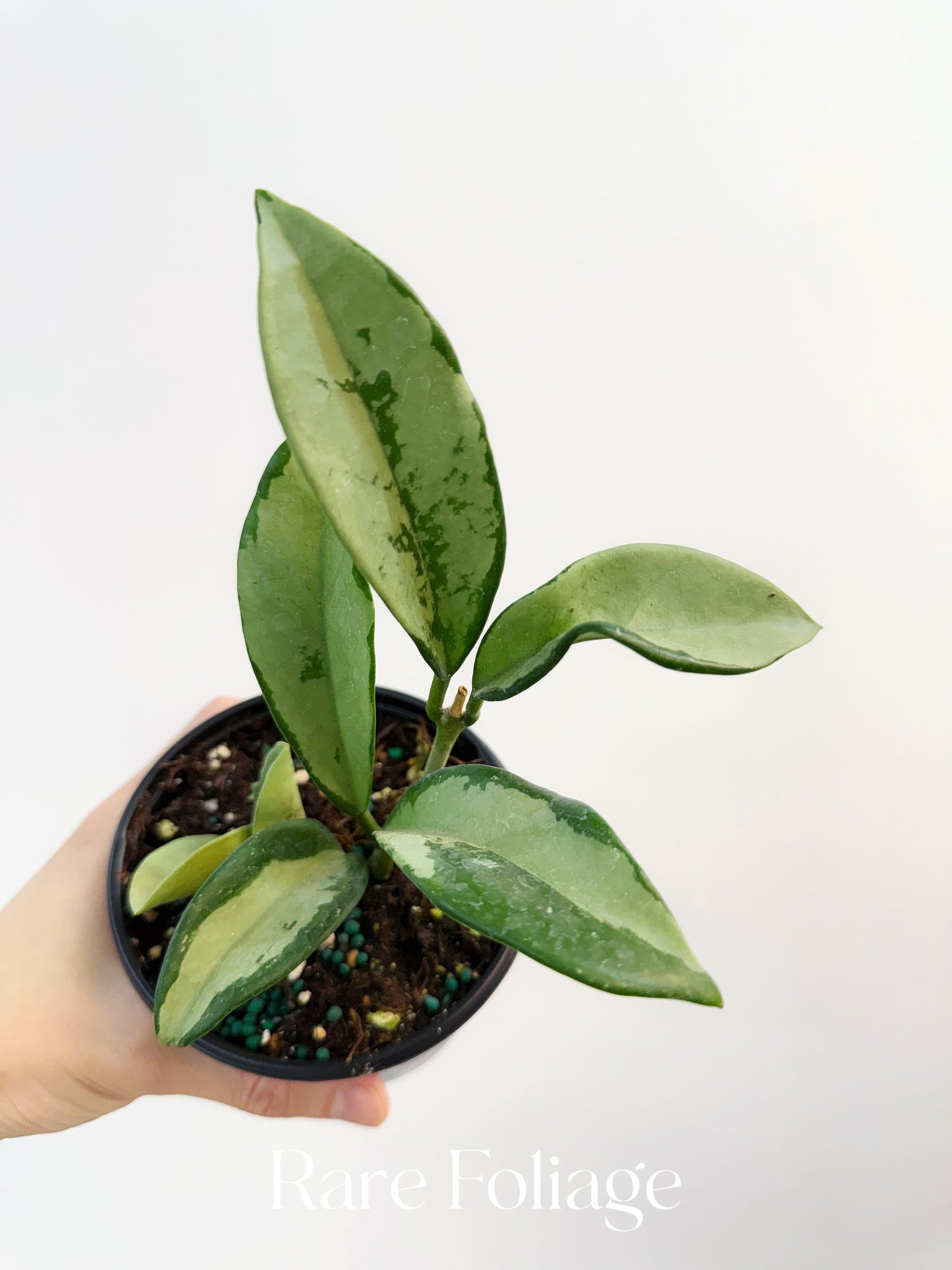 Hoya AH 047 Silver Moon 4”