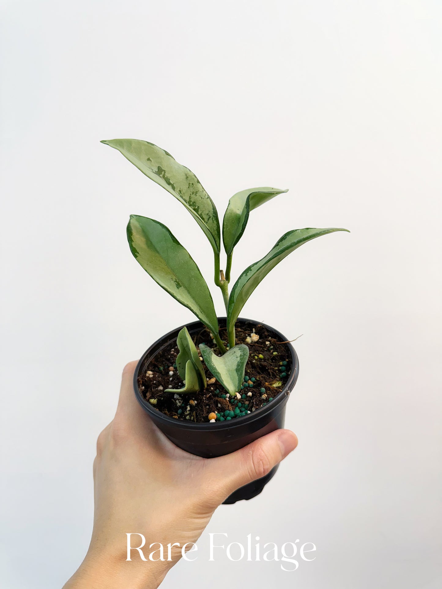 Hoya AH 047 Silver Moon 4”