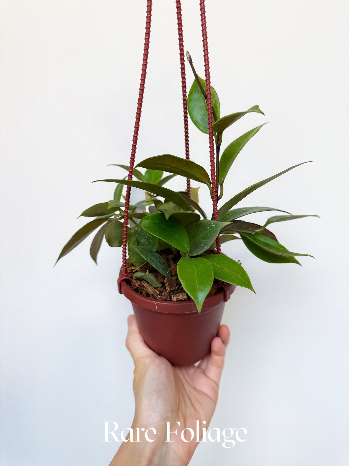 Hoya Sunrise 4" Hanging Basket