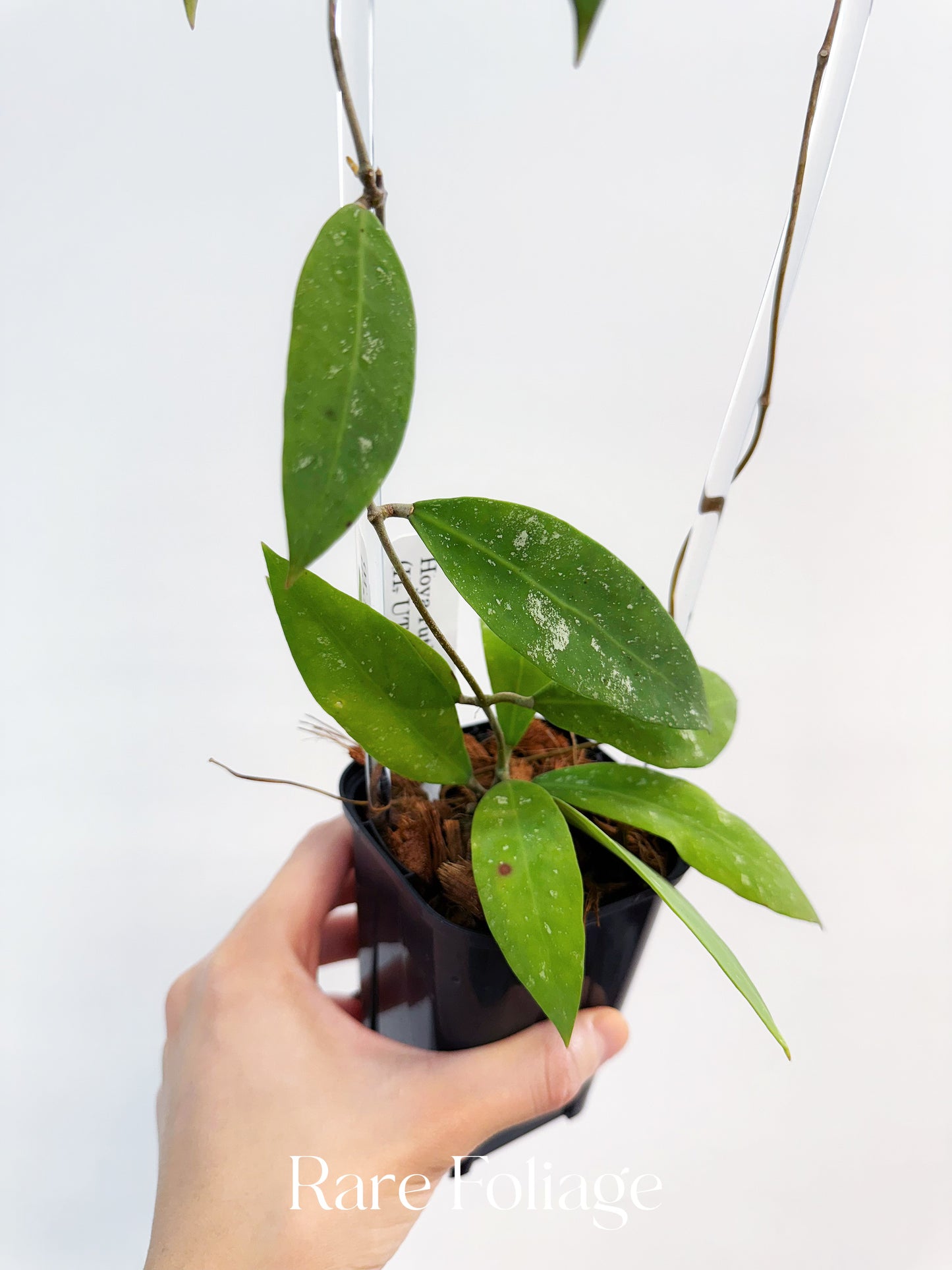 Hoya UT-168 3”