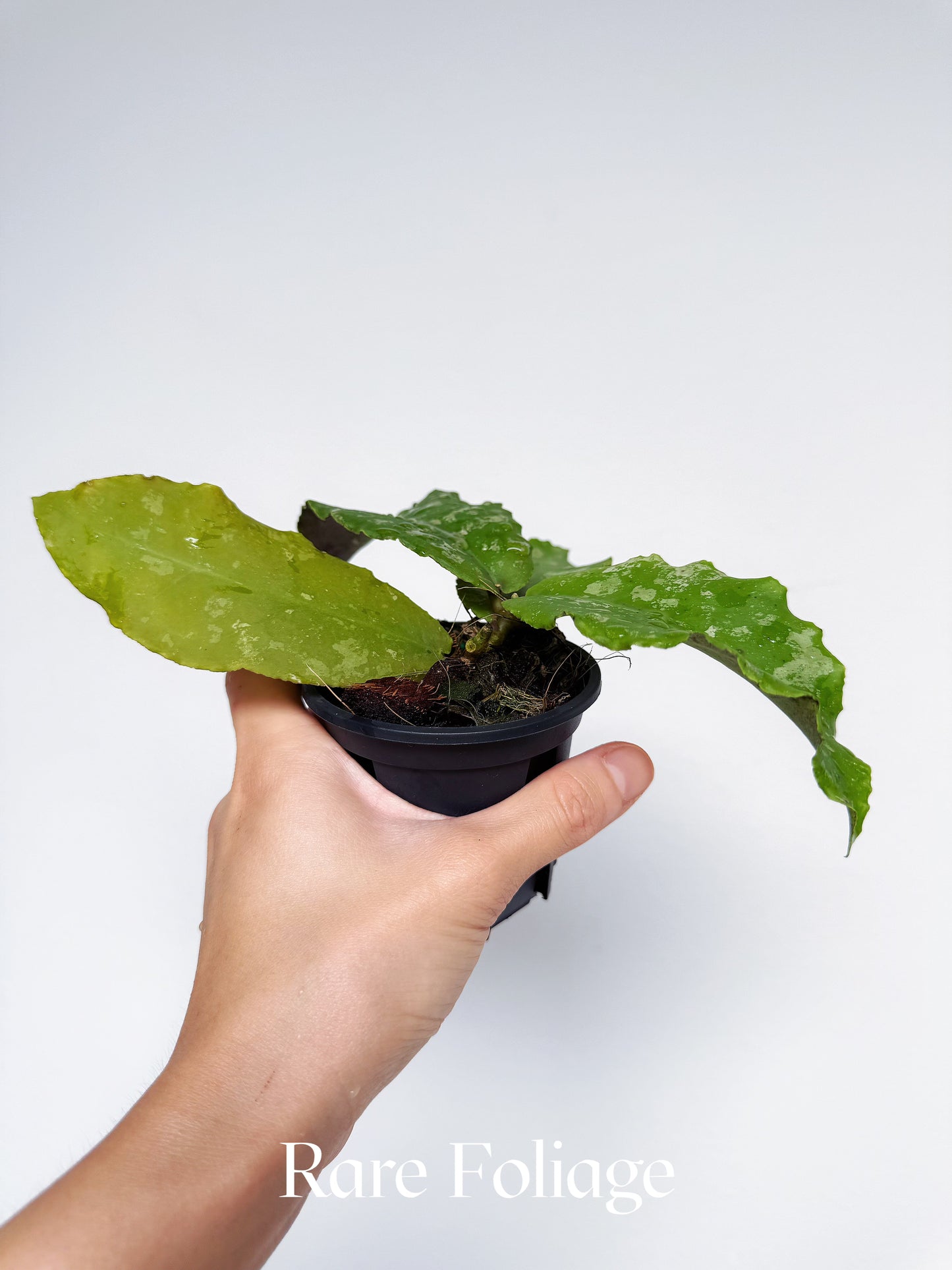 Hoya Undulata 3‘’
