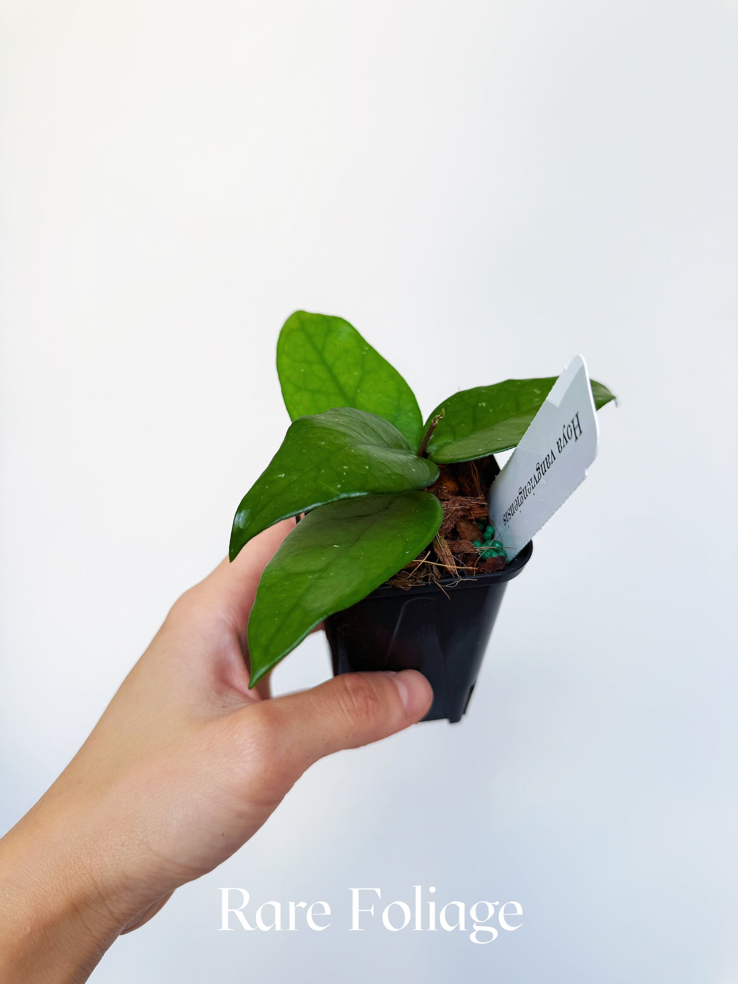 Hoya Vangviengiensis 3"