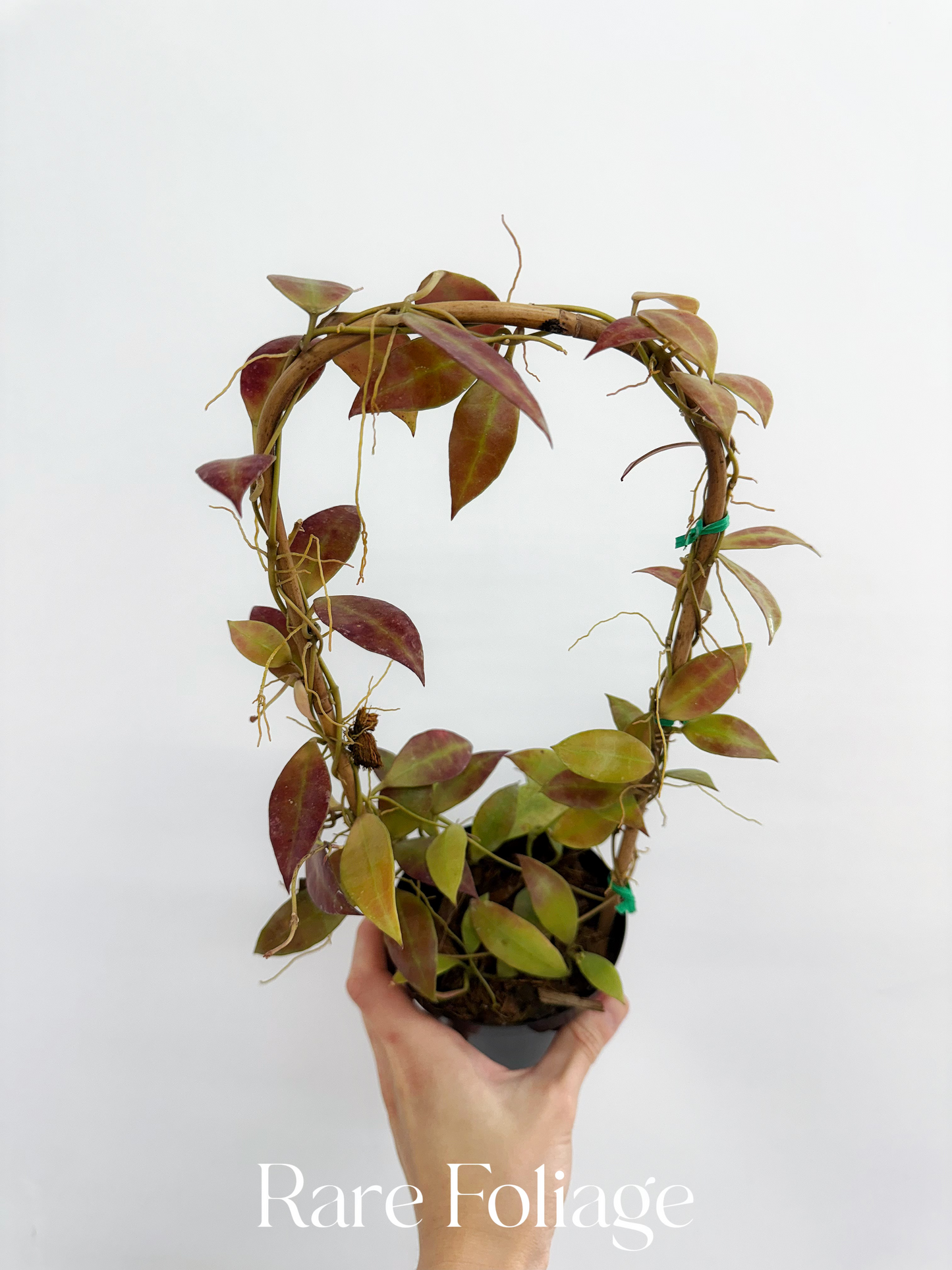 Hoya Walliana Trellis 4"