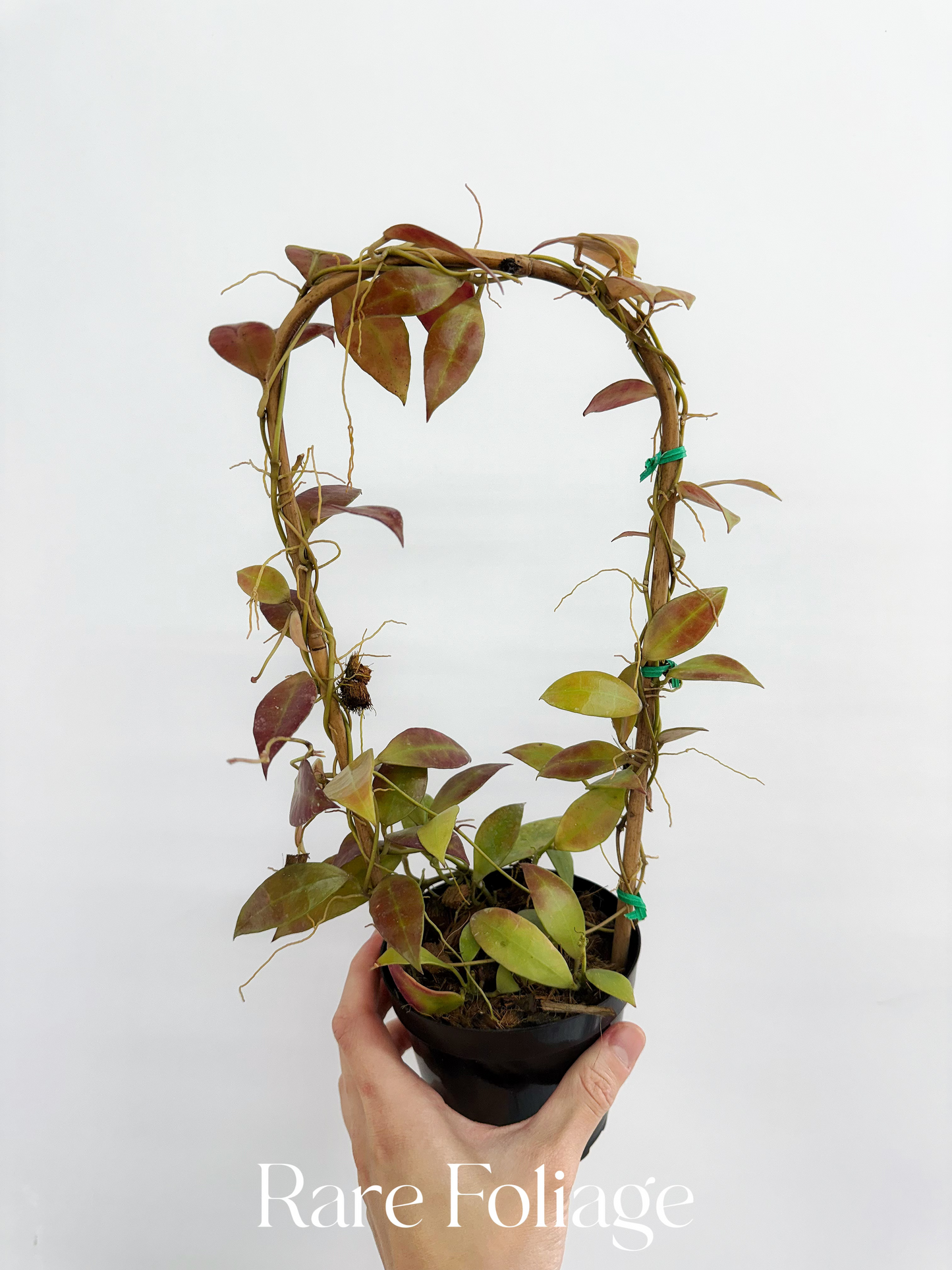 Hoya Walliana Trellis 4"